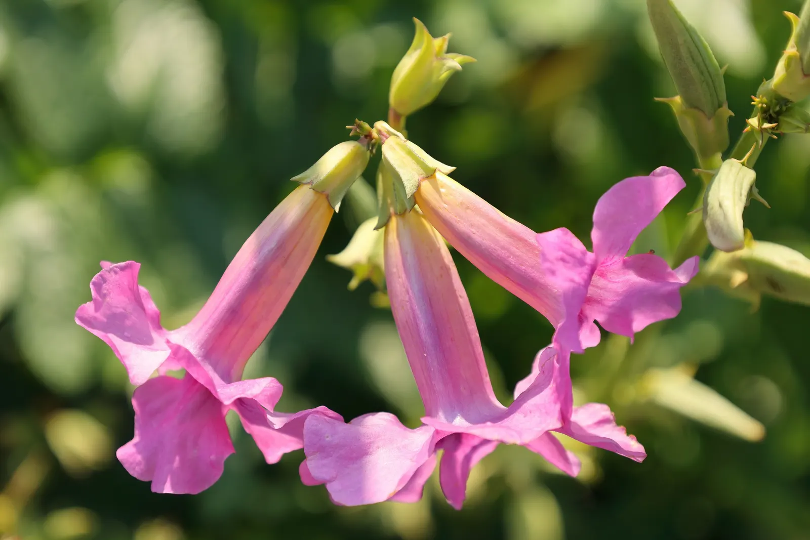 Hardy Gloxinia (Incarvillea Delavayi) — Its compact habit makes it ideal for borders or as a striking specimen plant