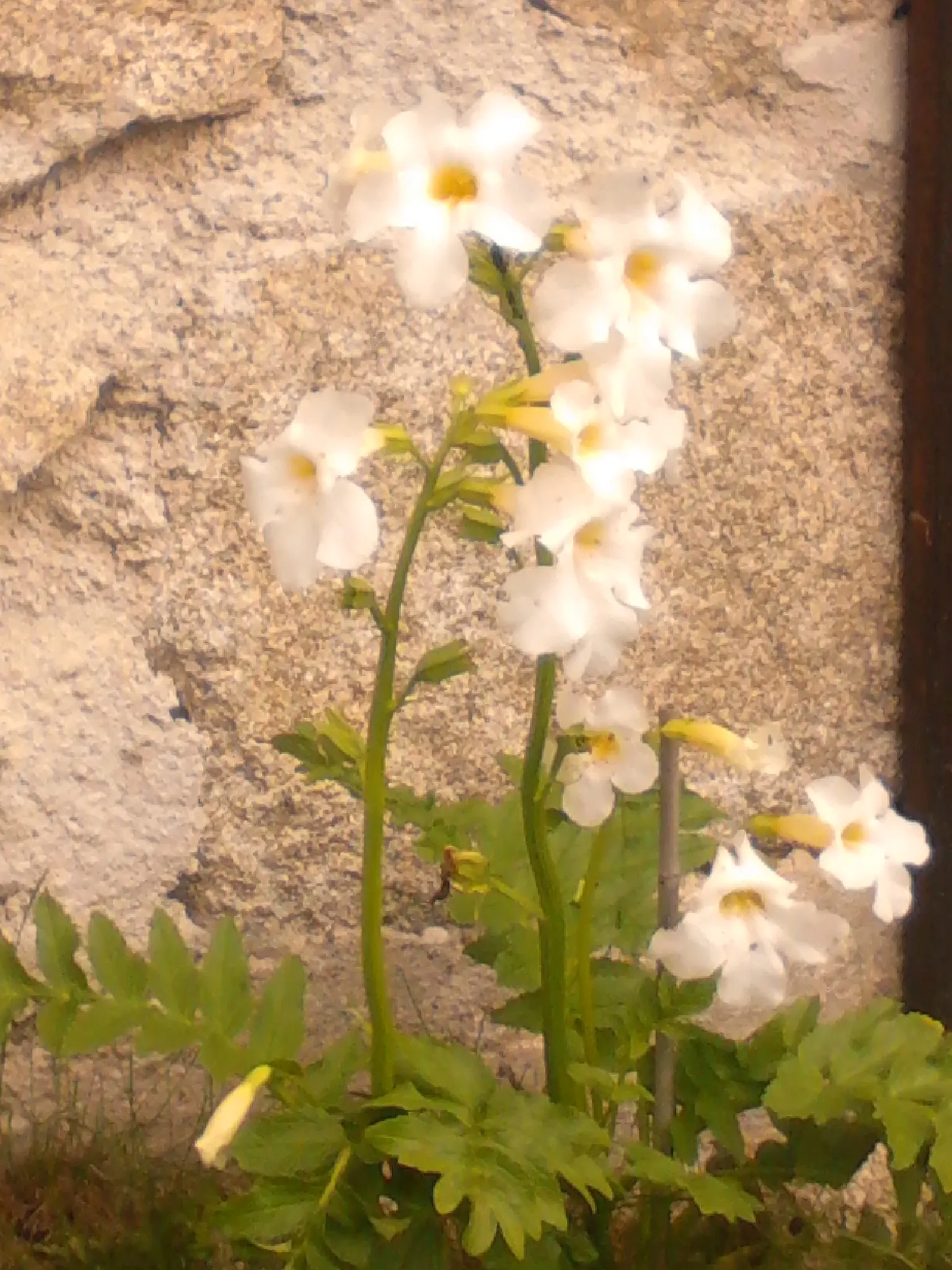 Hardy Gloxinia (Incarvillea Delavayi) — The Hardy Gloxinia, Incarvillea delavayi, thrives in USDA Zones 5-9, favoring full sun to partial shade
