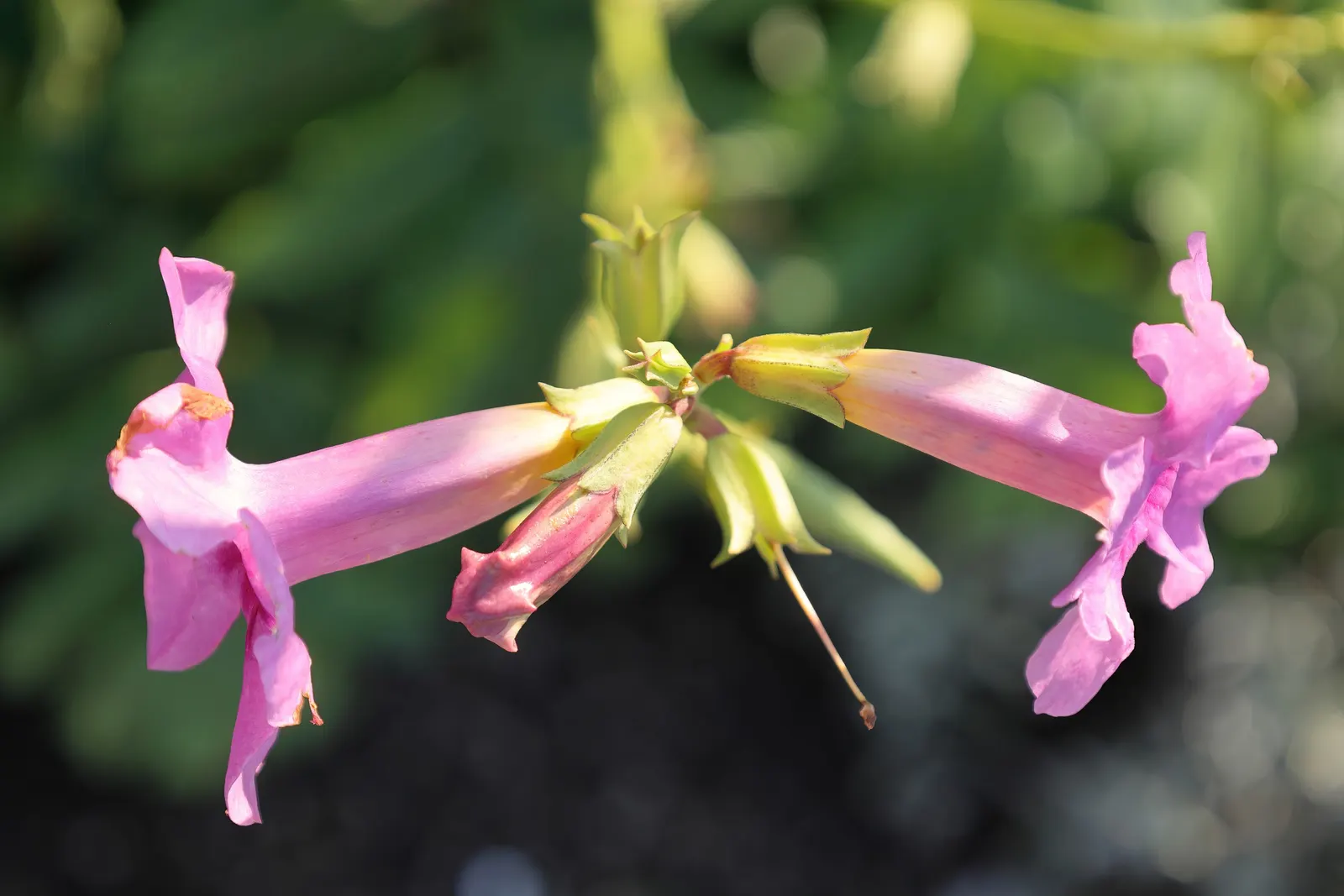 Hardy Gloxinia (Incarvillea Delavayi) — Furthermore, it is generally deer-resistant, making it a strategic choice for gardens prone to wildlife, image 45