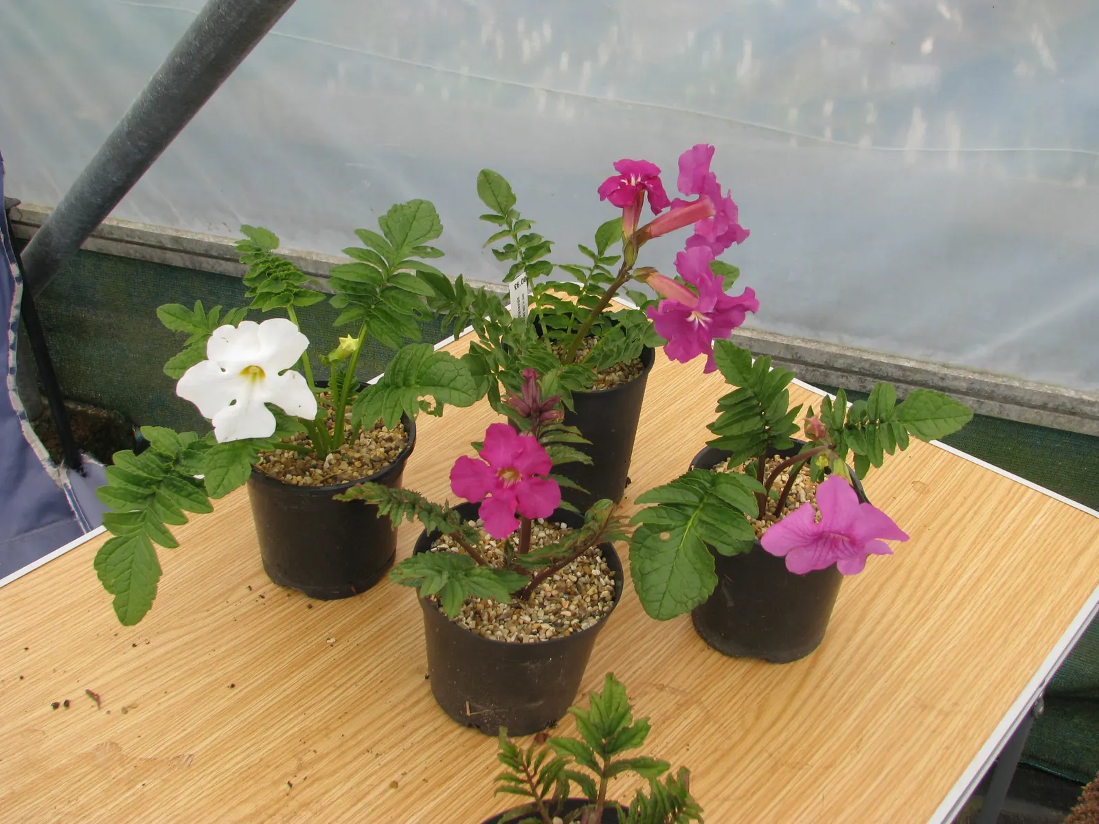 Hardy Gloxinia (Incarvillea Delavayi) — bringing about a spectacular display for several weeks.<br><br>For optimal growth; hardy Gloxinia forms a clump of