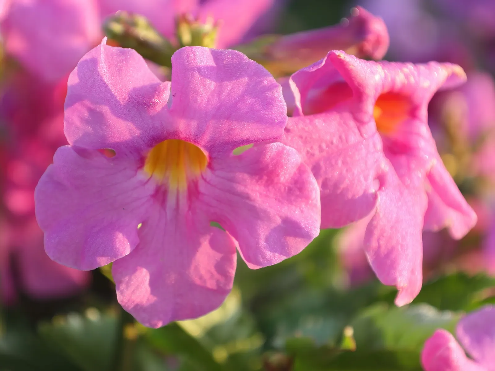 Hardy Gloxinia (Incarvillea Delavayi) — spanning 12-18 inches in width; the Hardy Gloxinia, Incarvillea delavayi, thrives in USDA Zones 5-9, favoring full sun