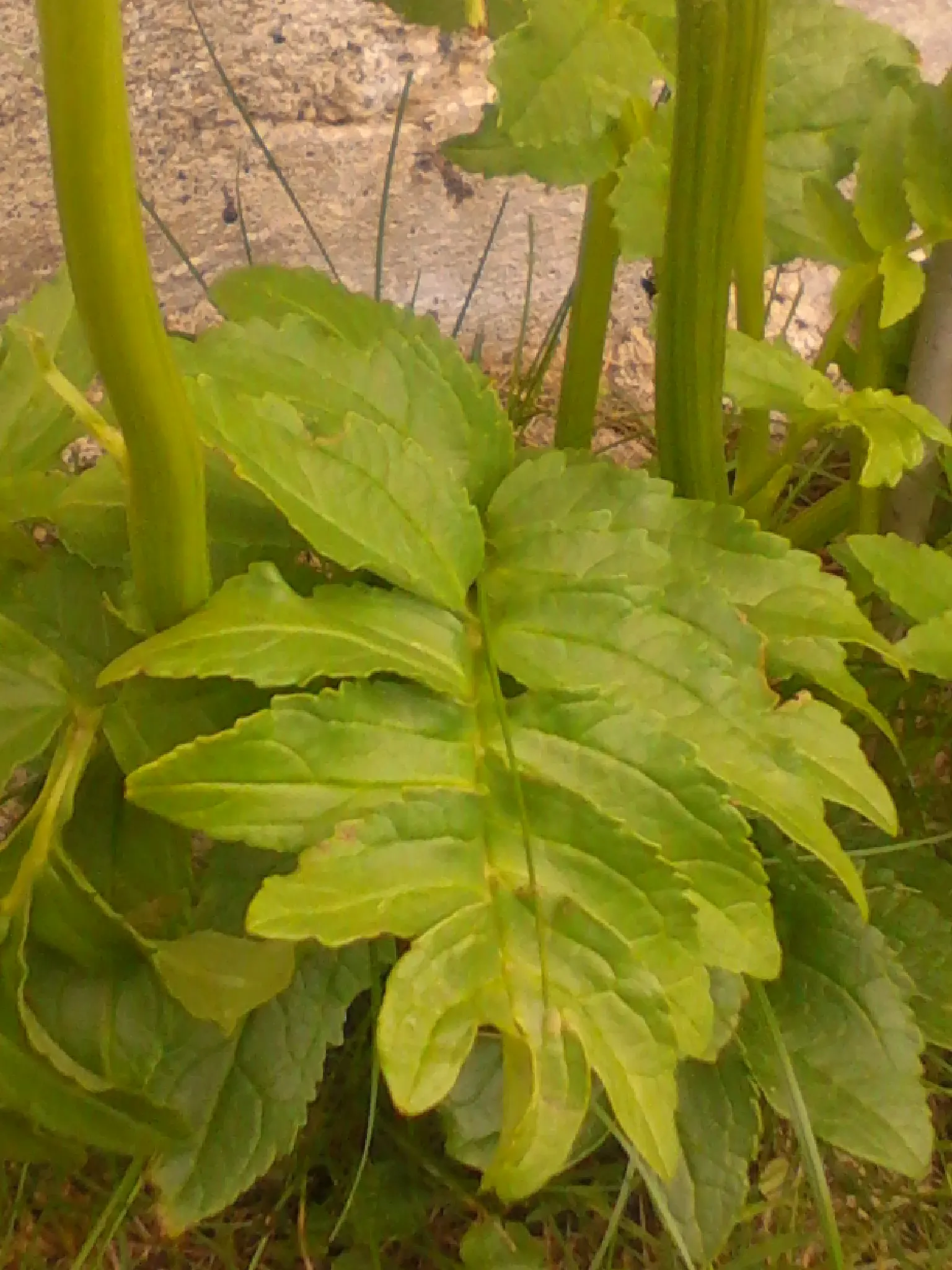 Hardy Gloxinia (Incarvillea Delavayi) — Hardy Gloxinia forms a clump of deeply cut