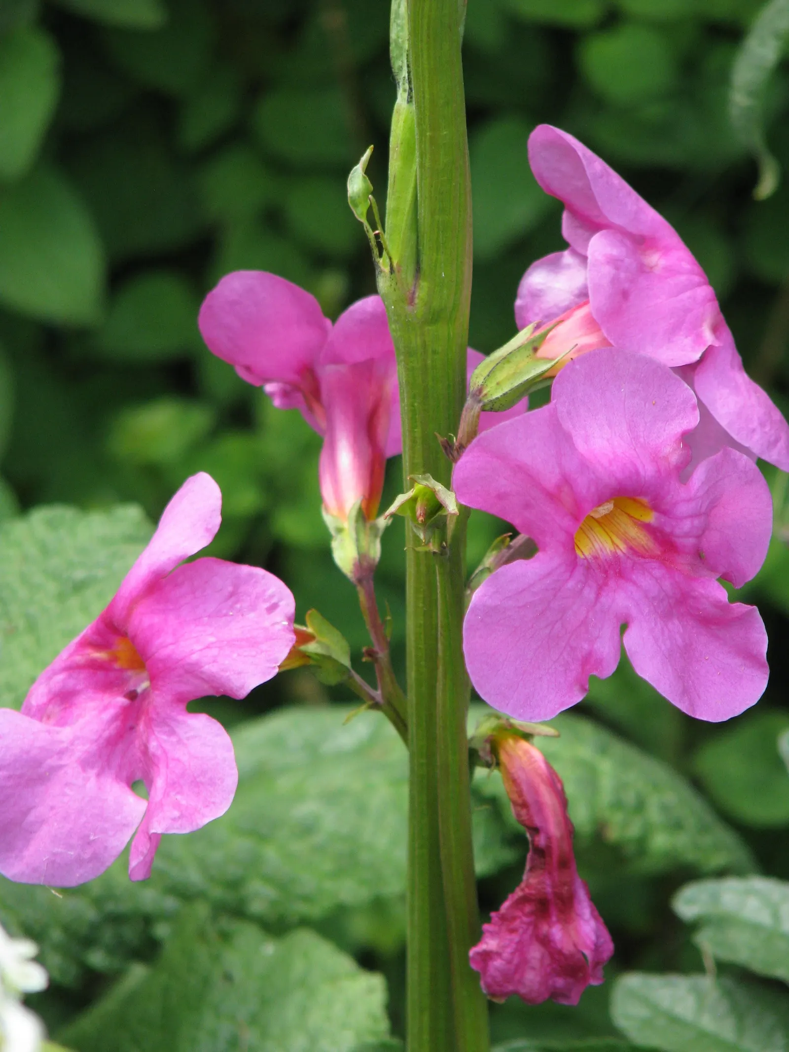 Hardy Gloxinia (Incarvillea Delavayi) — proving both its beauty and resilience