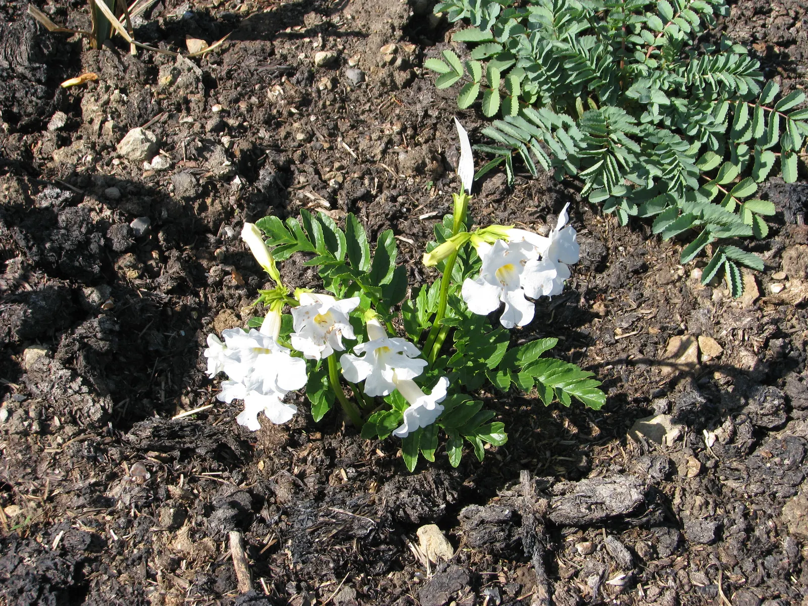 Hardy Gloxinia (Incarvillea Delavayi) — This perennial excels in well-drained soil, offering a burst of color in late spring to early summer; esteemed for its
