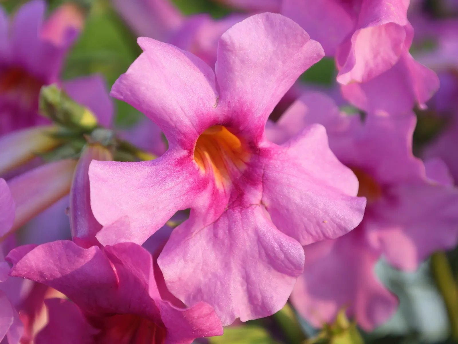 Hardy Gloxinia (Incarvillea Delavayi) — It boasts trumpet-shaped pink blooms atop 18-24 inch stems; in a vibrant pink hue with a throbbing yellow throat