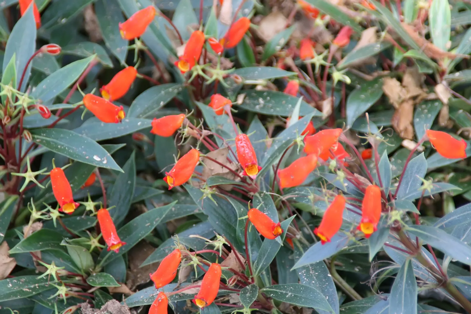Hardy Gloxinia (Incarvillea Delavayi) — Consider its size and flowering period when integrating into your landscape design