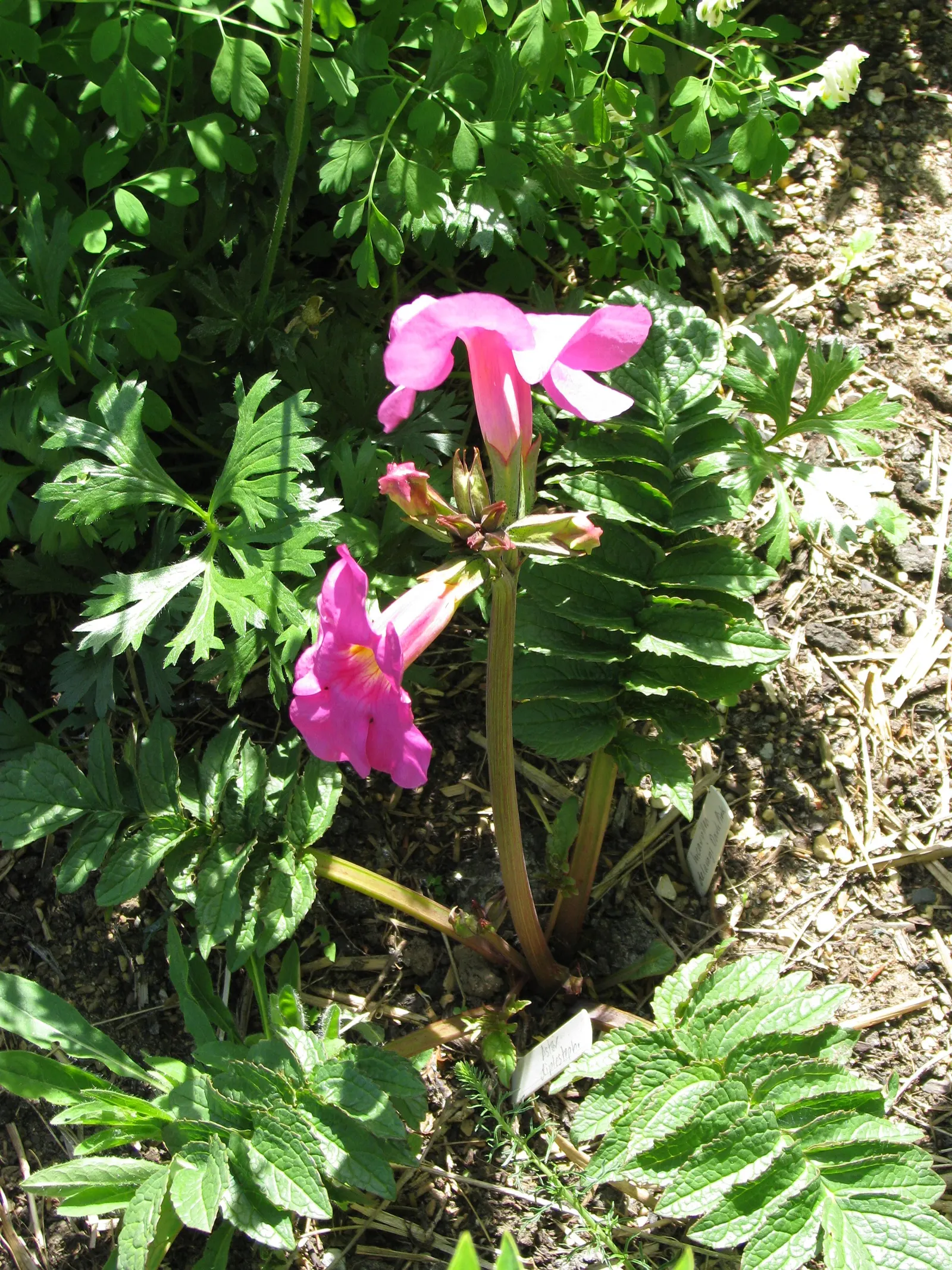 Hardy Gloxinia (Incarvillea Delavayi) — The Hardy Gloxinia, Incarvillea delavayi, thrives in USDA Zones 5-9, favoring full sun to partial shade; spanning 12-18
