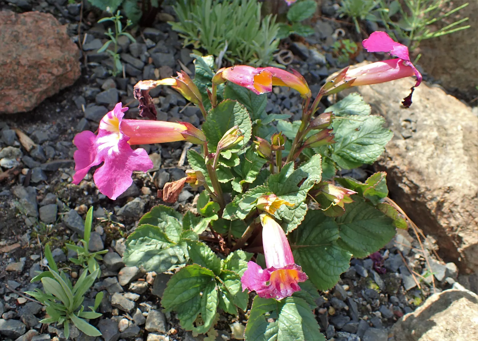 Hardy Gloxinia (Incarvillea Delavayi) — This perennial excels in well-drained soil, offering a burst of color in late spring to early summer