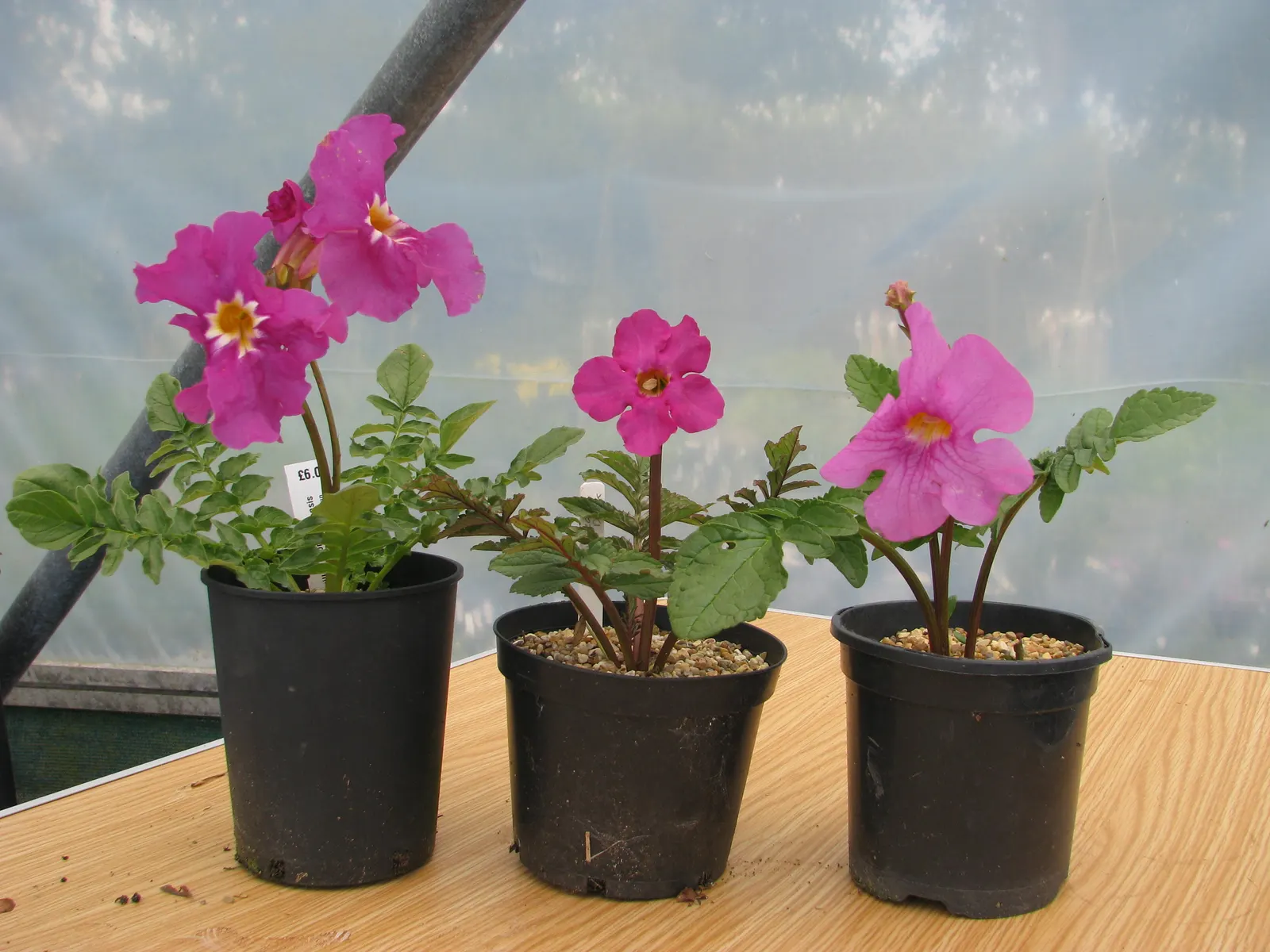 Hardy Gloxinia (Incarvillea Delavayi) — resemble those of traditional gloxinias
