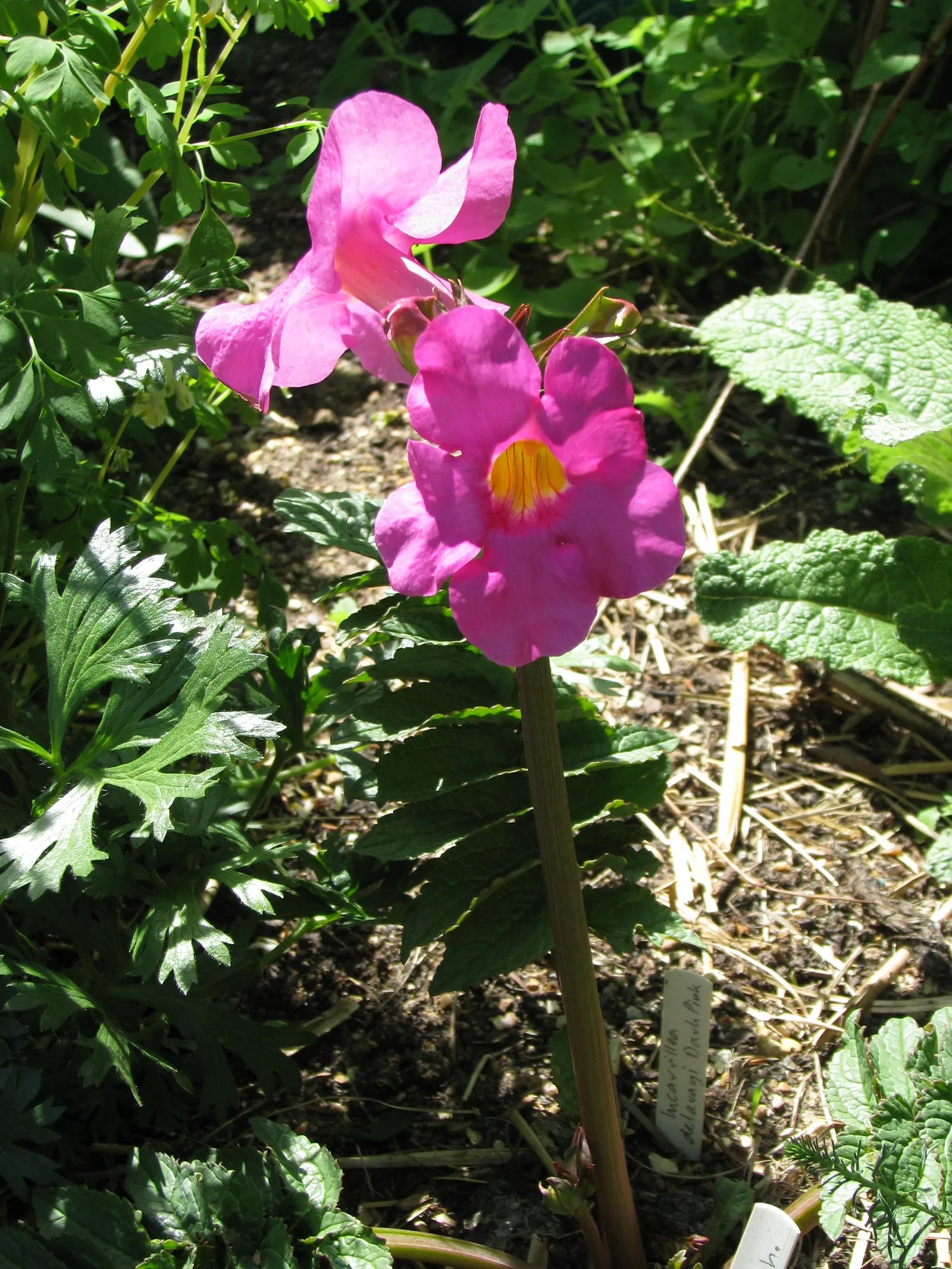 Hardy Gloxinia (Incarvillea Delavayi) — The flowering season extends from late spring through early summer; its compact habit makes it ideal for borders or as