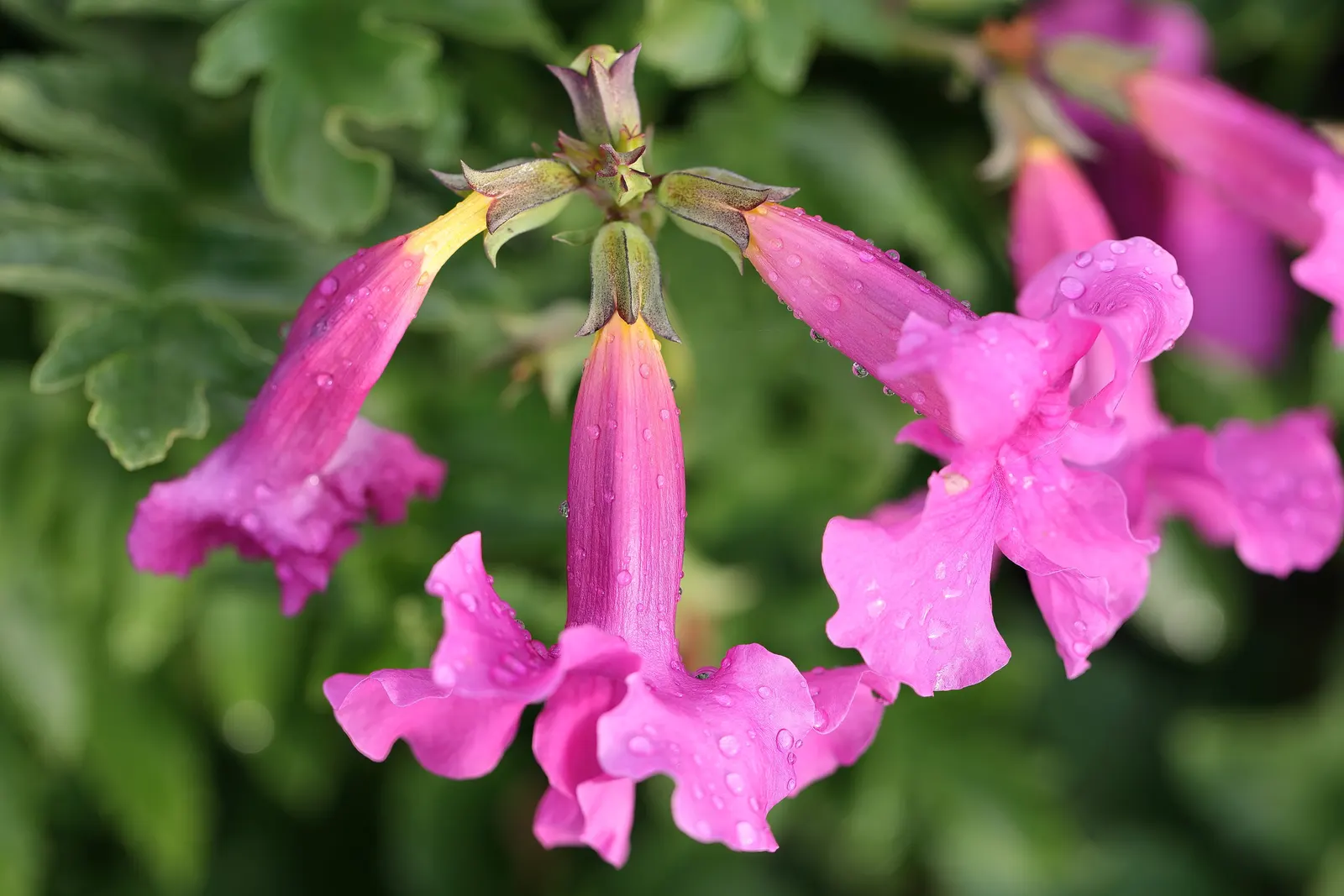 Hardy Gloxinia (Incarvillea Delavayi) — green foliage which serves as a lush backdrop for the blossoms; perennial with pink blooms