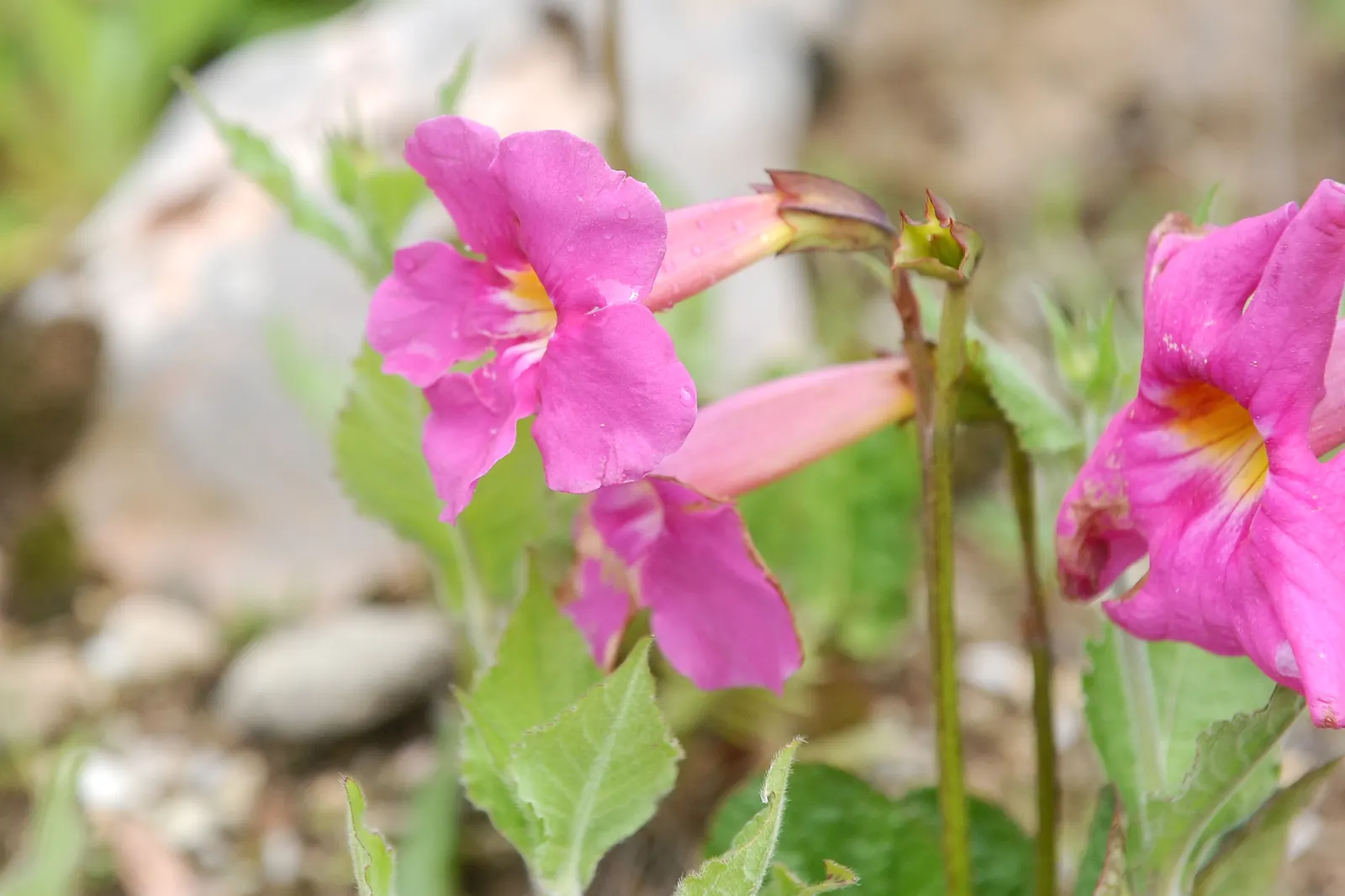 Hardy Gloxinia (Incarvillea Delavayi) — Consider its size and flowering period when integrating into your landscape design; nestled within fern-like foliage
