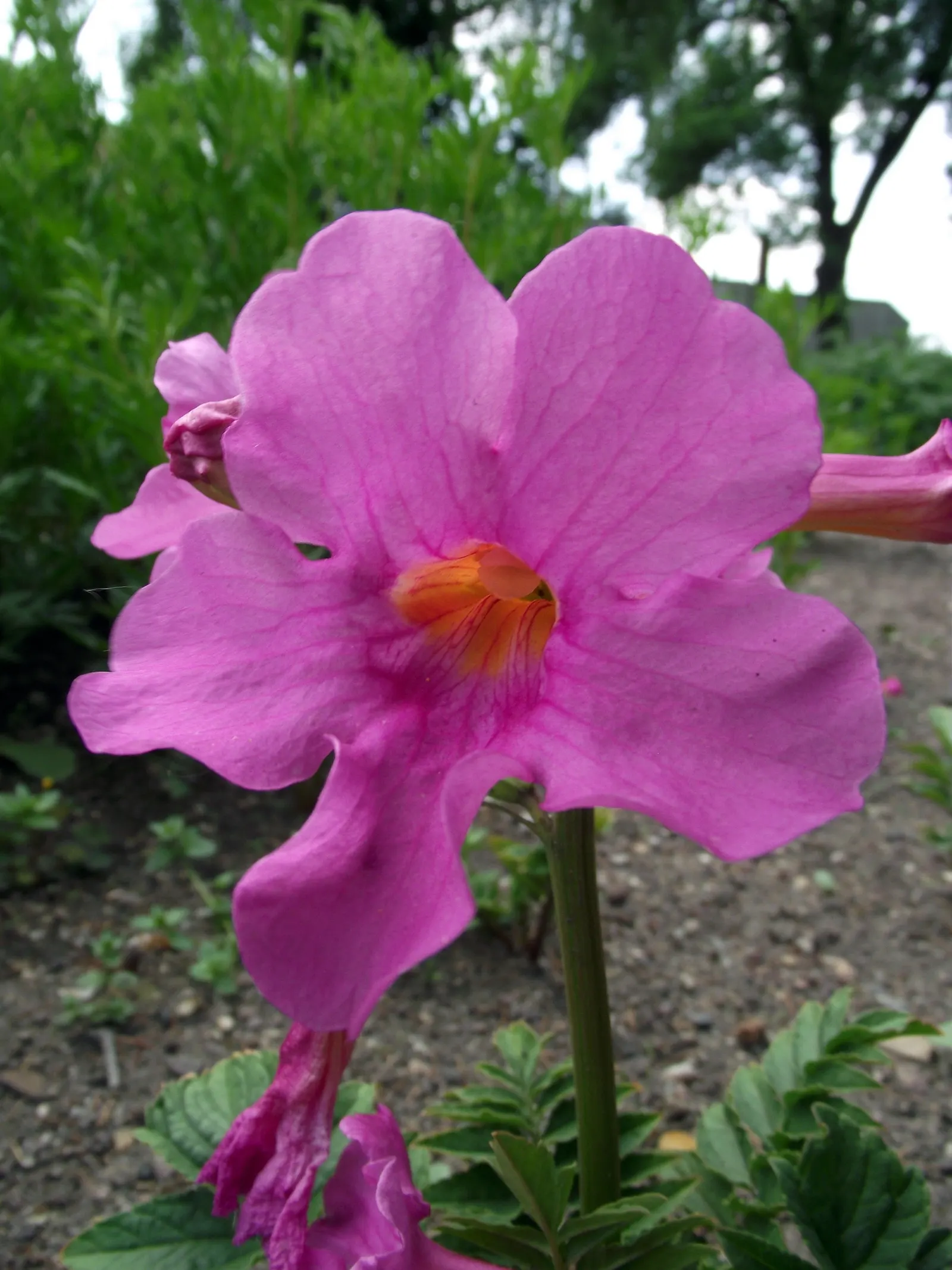 Hardy Gloxinia (Incarvillea Delavayi) — perennial with pink blooms