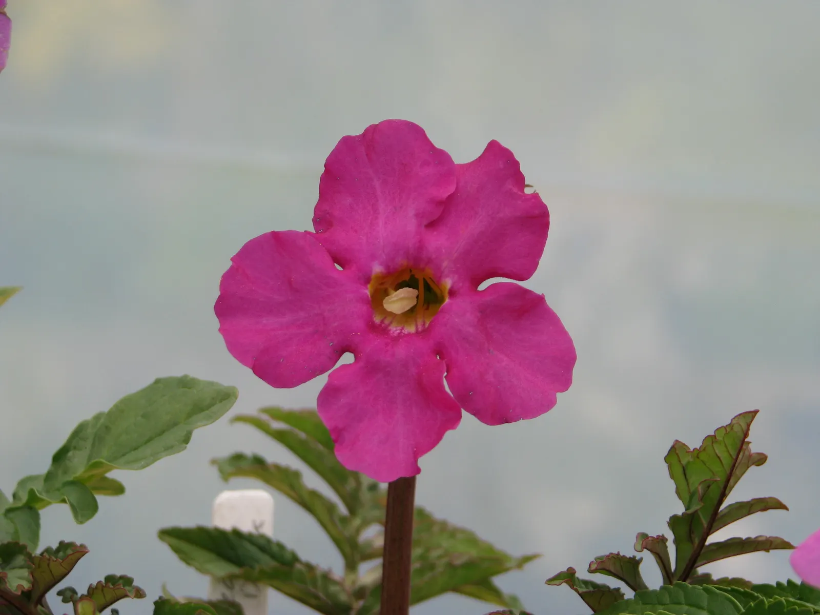 Hardy Gloxinia (Incarvillea Delavayi) — Furthermore, it is generally deer-resistant, making it a strategic choice for gardens prone to wildlife visits
