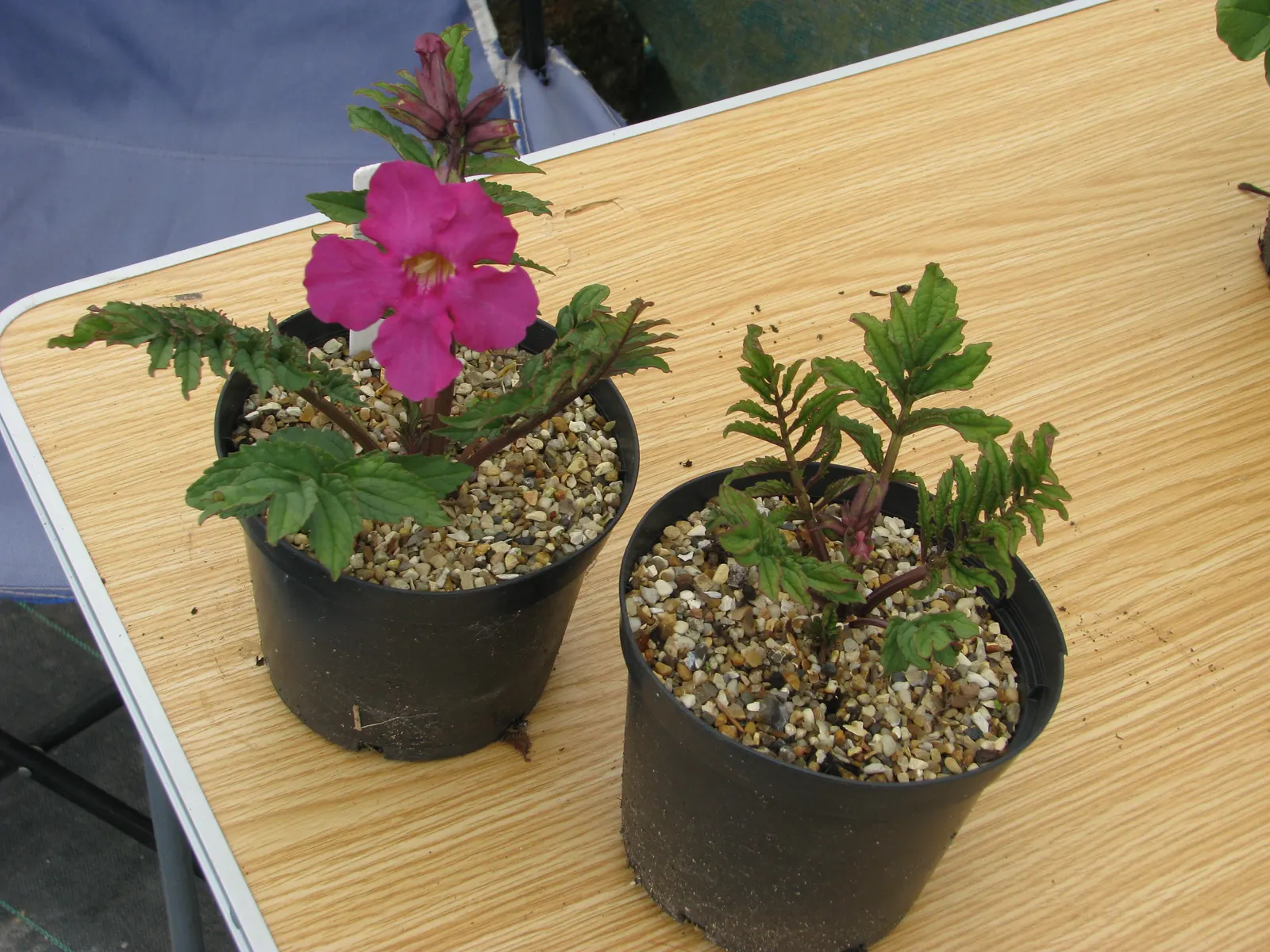 Hardy Gloxinia (Incarvillea Delavayi) — Esteemed for its trumpet-shaped blooms