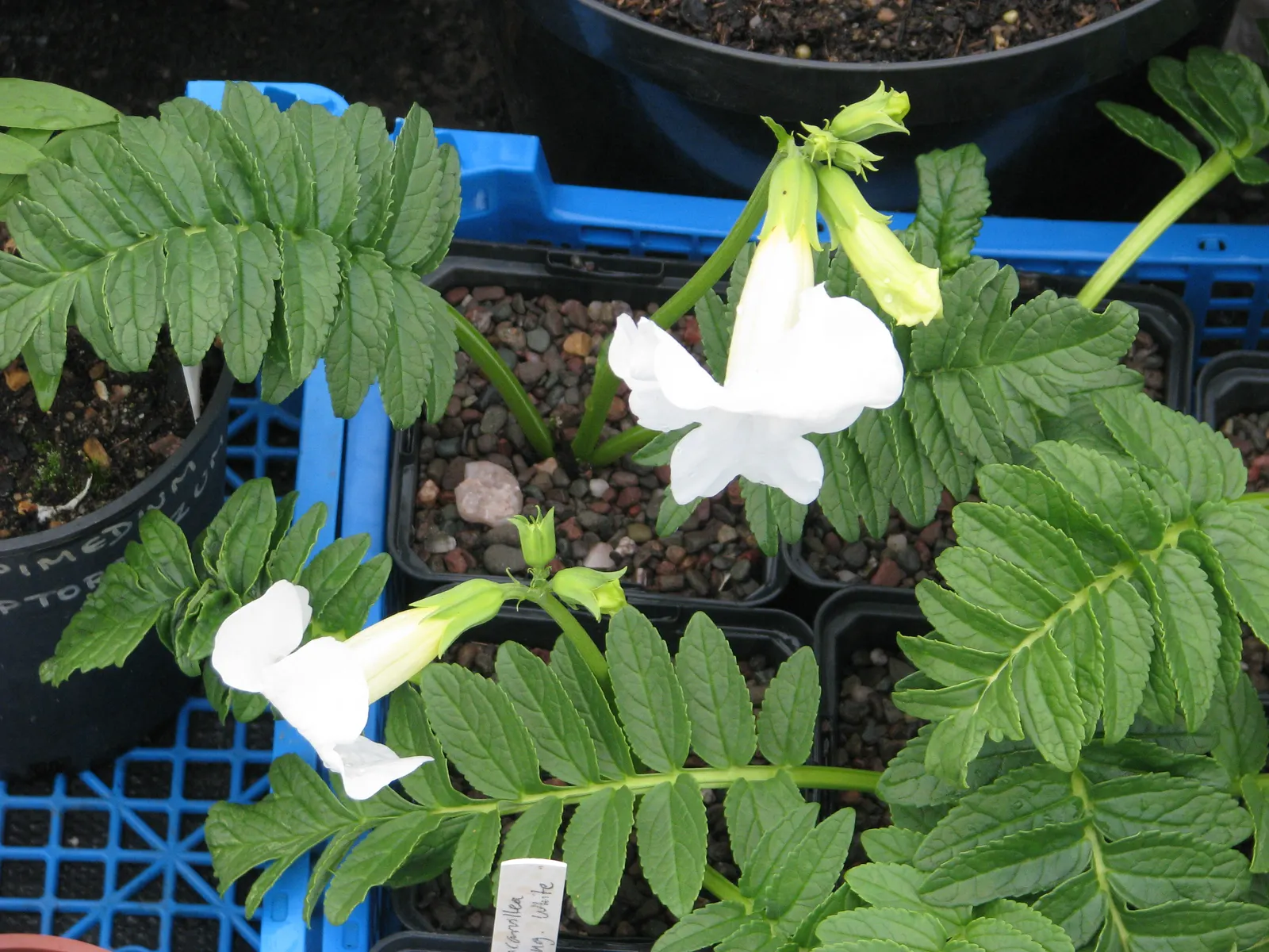 Hardy Gloxinia (Incarvillea Delavayi) — proving both its beauty and resilience; situating it amidst other perennials that will continue the color showcase once