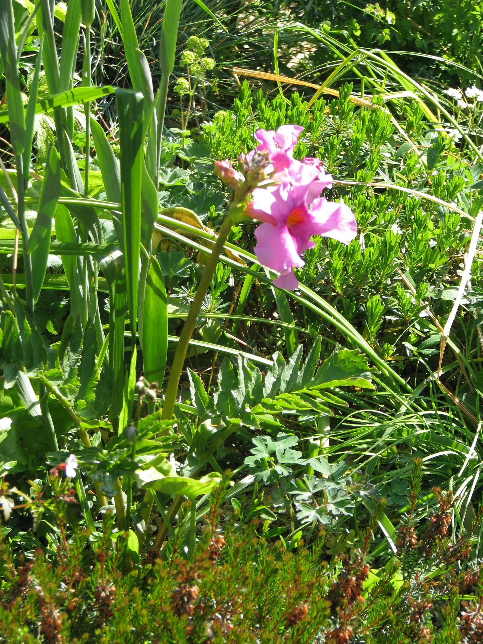 Hardy Gloxinia (Incarvillea Delavayi) — The flowering season extends from late spring through early summer