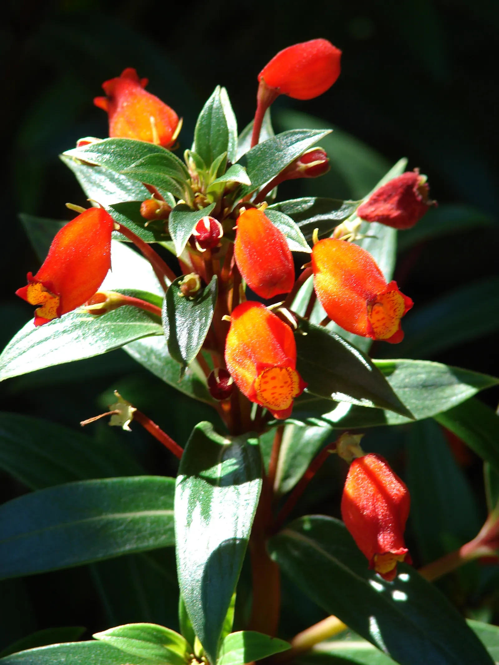 Hardy Gloxinia (Incarvillea Delavayi) — perennial for full or half; furthermore, it is generally deer-resistant, making it a strategic choice for gardens prone