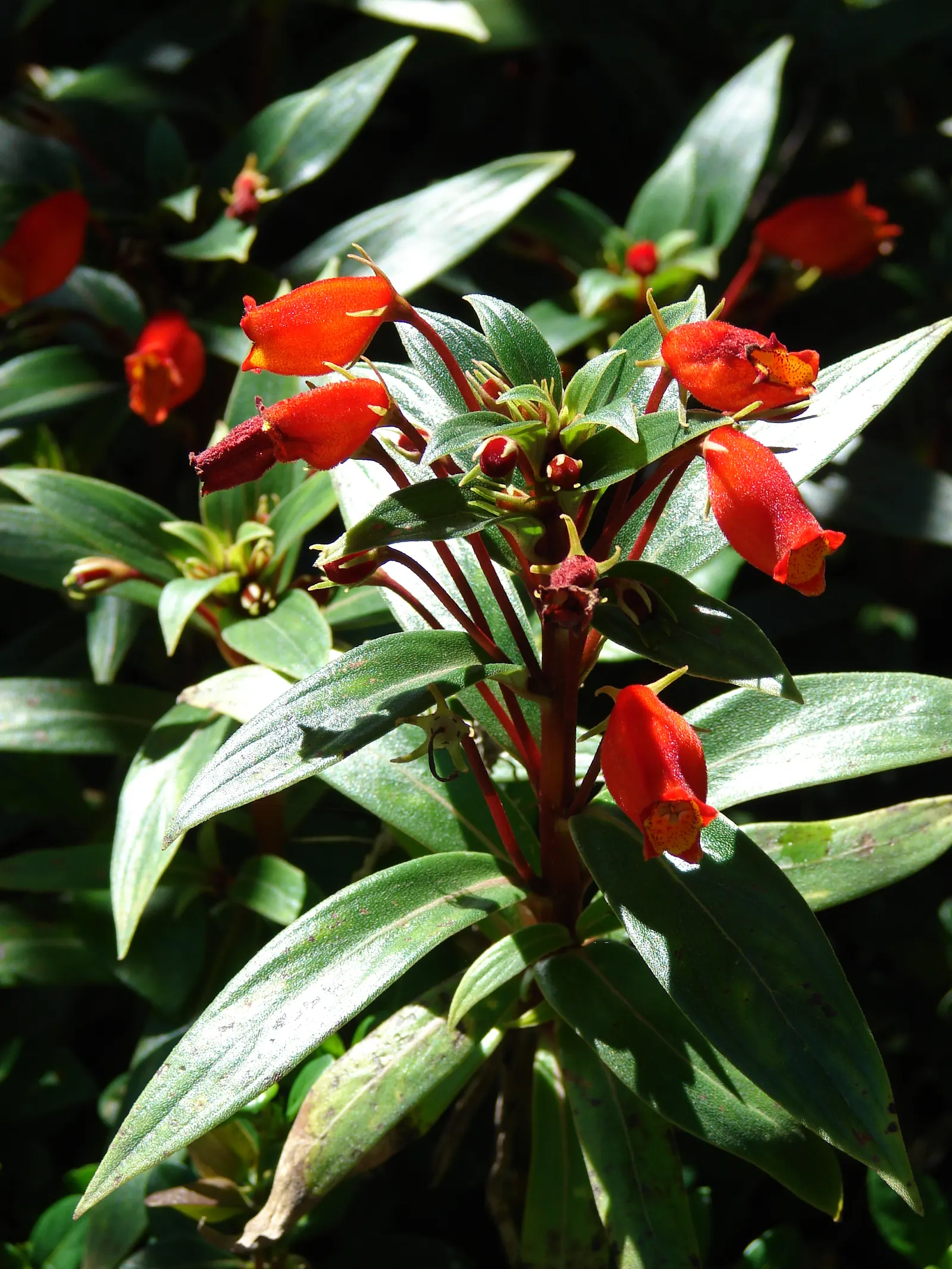 Hardy Gloxinia (Incarvillea Delavayi) — perennial with pink blooms; green foliage which serves as a lush backdrop for the blossoms