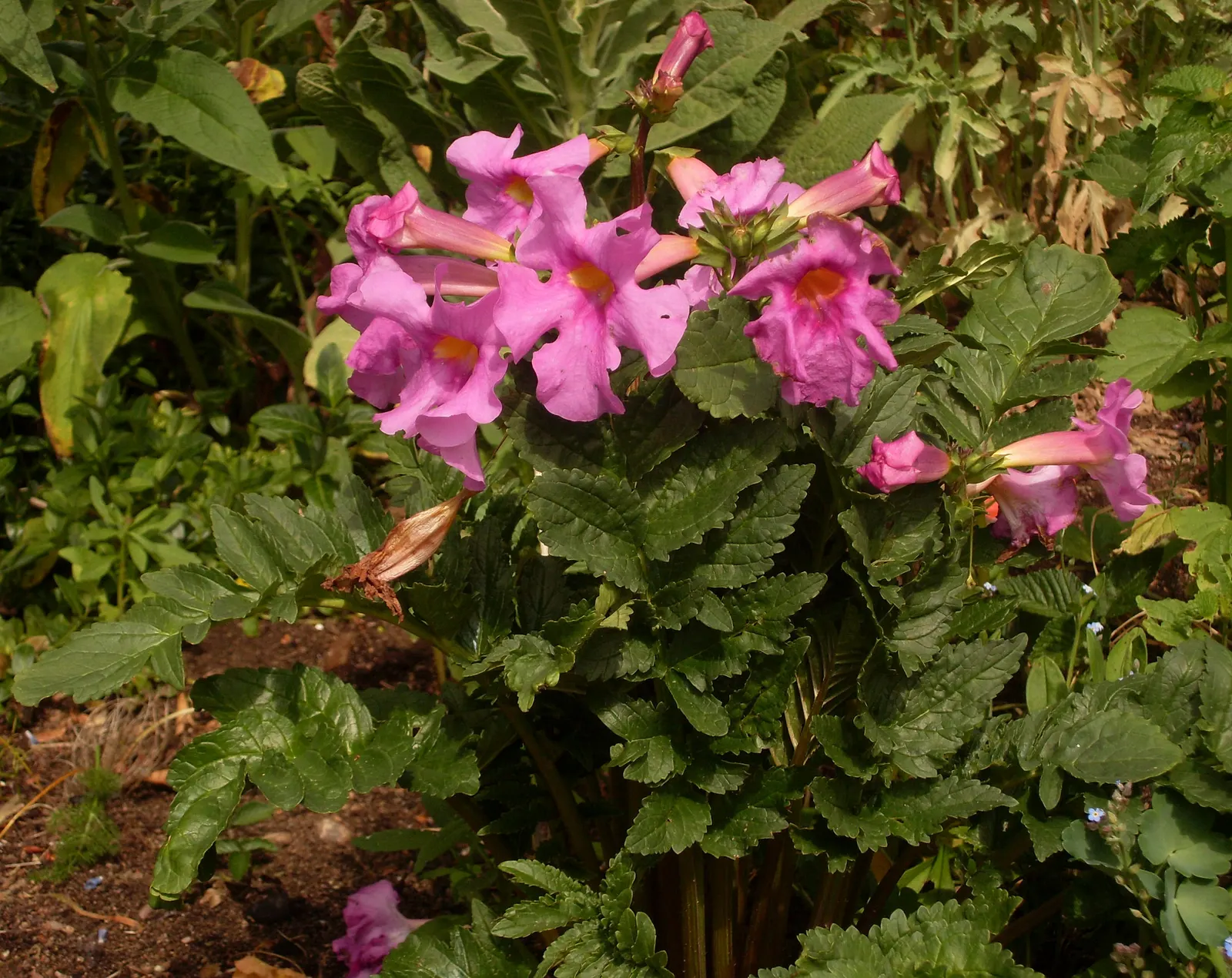 Hardy Gloxinia (Incarvillea Delavayi) — nestled within fern-like foliage; consider its size and flowering period when integrating into your landscape design