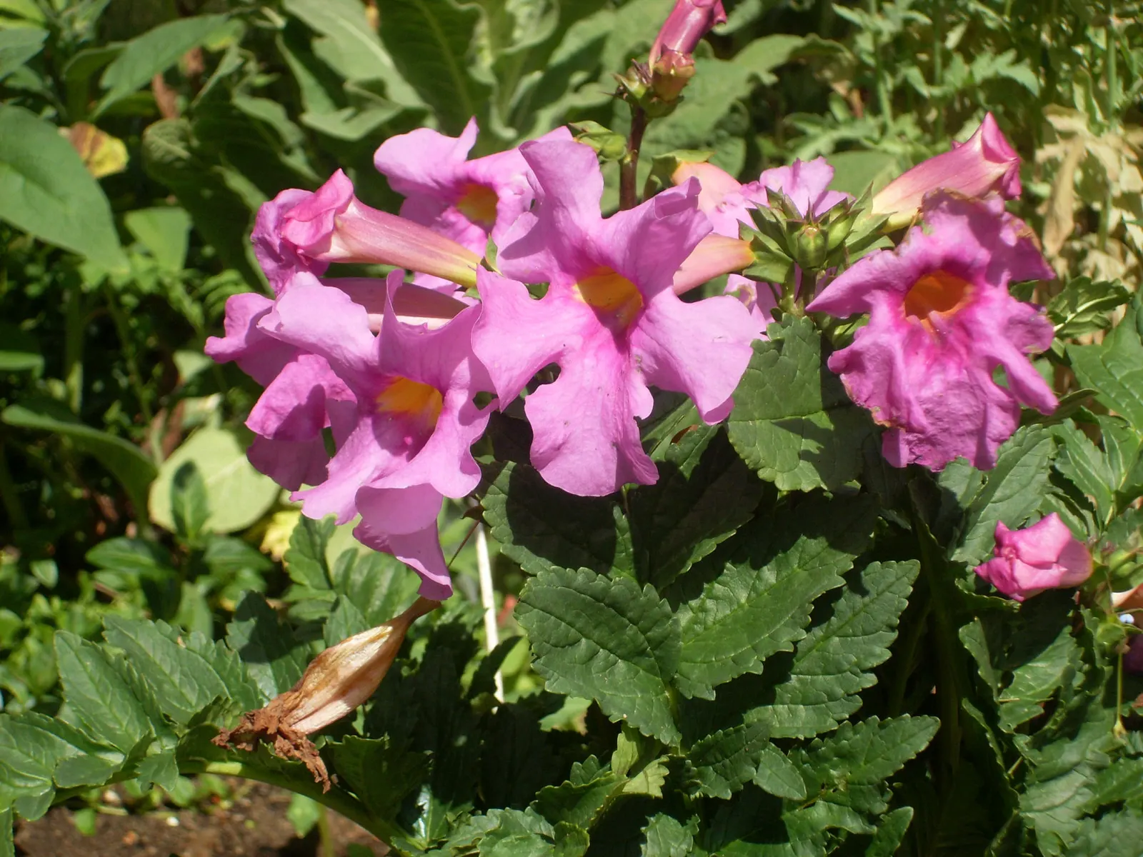 Hardy Gloxinia (Incarvillea Delavayi) — Its compact habit makes it ideal for borders or as a striking specimen plant; the flowering season extends from late