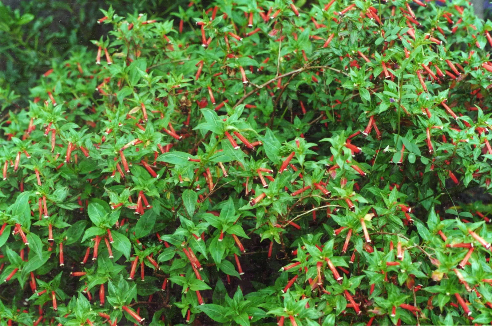 Firecracker Bush (Hamelia patens) — red flowers in the garden