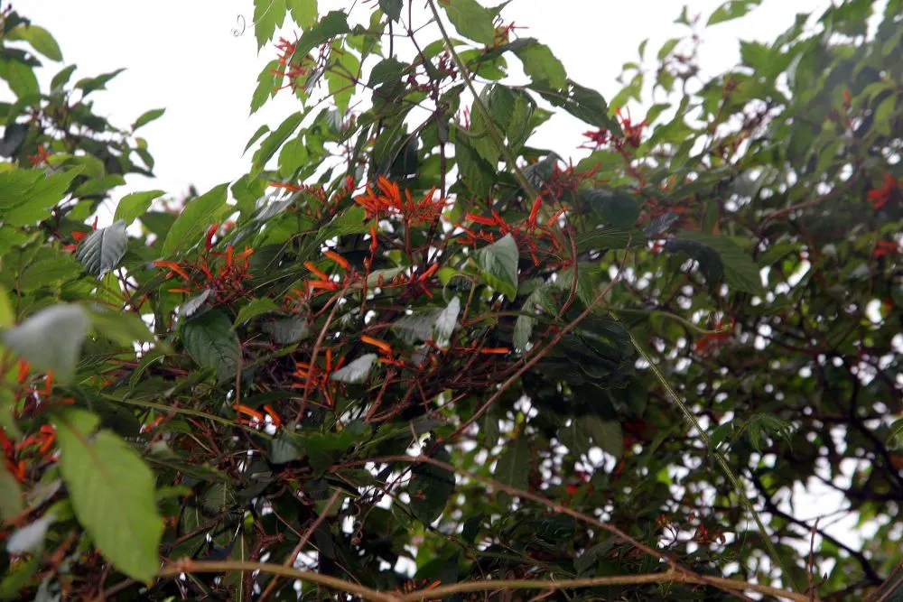 Firecracker Bush (Hamelia patens) — adding dynamic life to the garden; this bush provides a dense