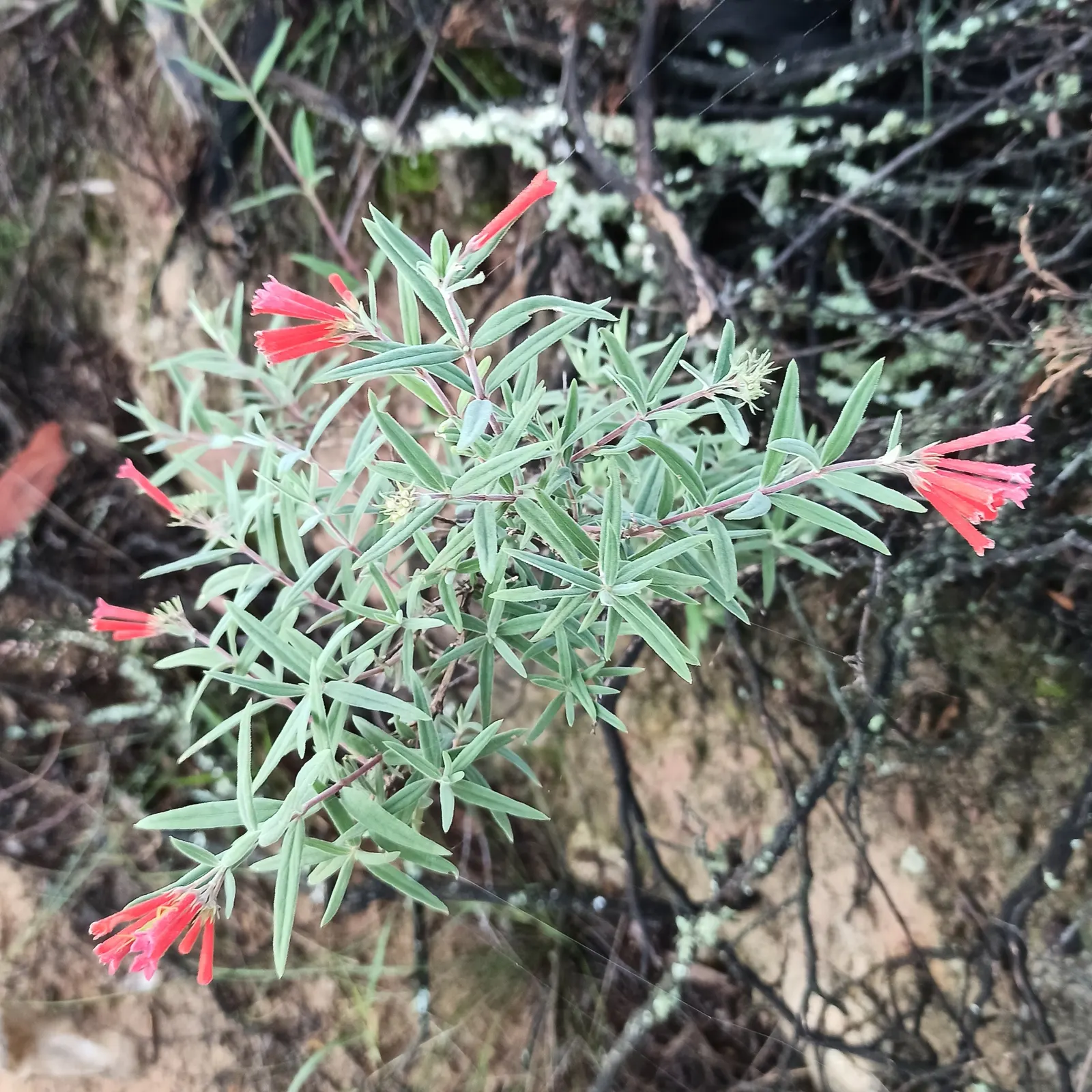 Firecracker Bush (Hamelia patens) — this bush provides a dense