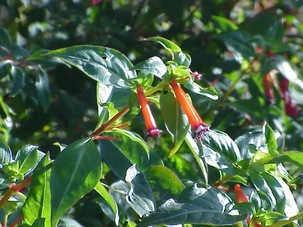 Firecracker Bush (Hamelia patens) — and is drought-tolerant once established; thriving in USDA zones 9-11