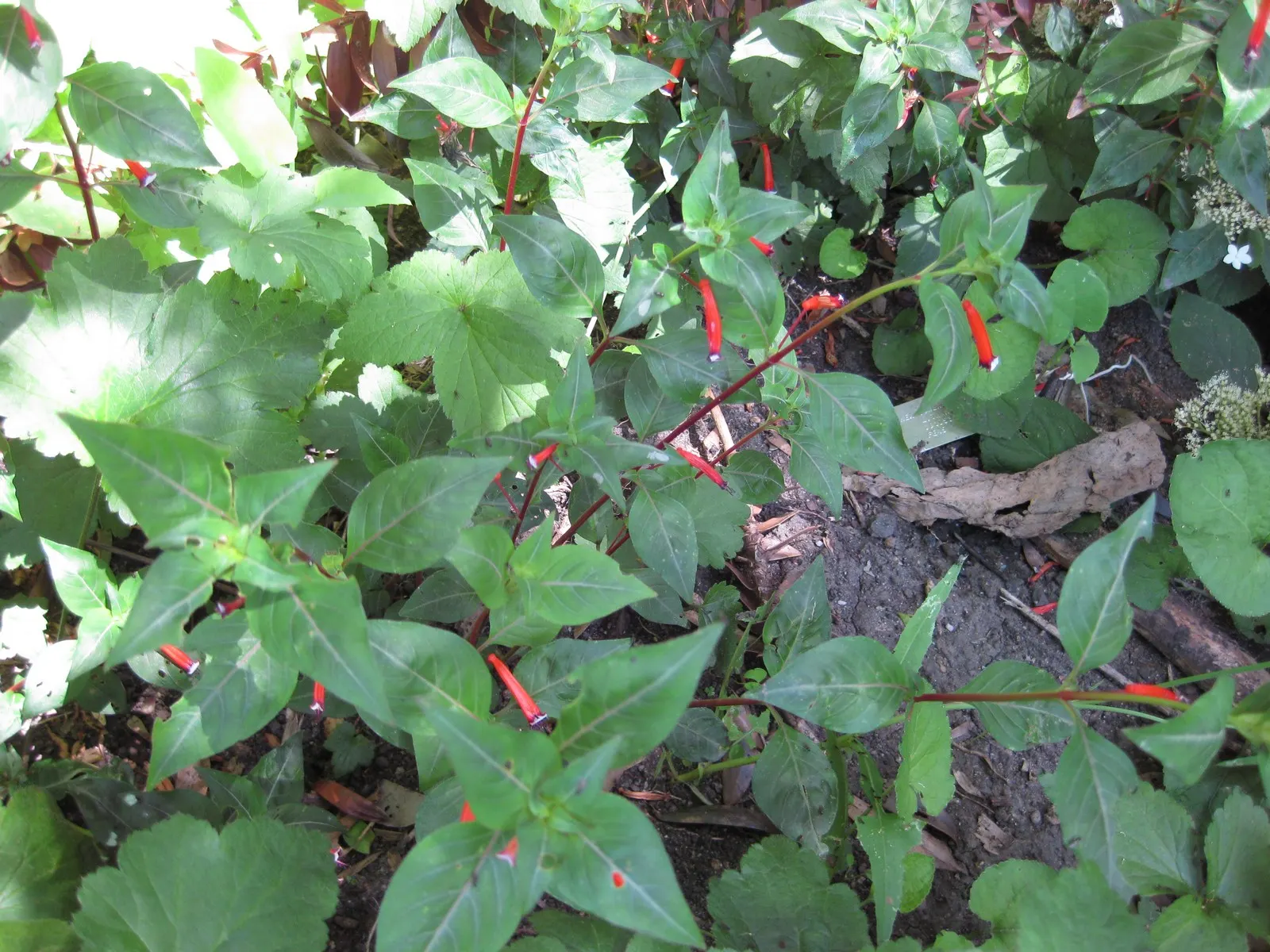 Firecracker Bush (Hamelia patens) — and is drought-tolerant once established