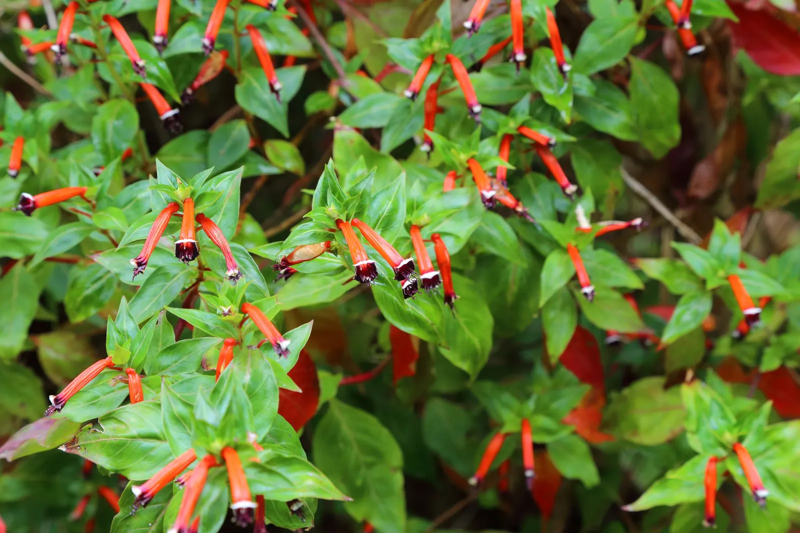 Firecracker Bush (Hamelia patens) — reminiscent of little firecrackers