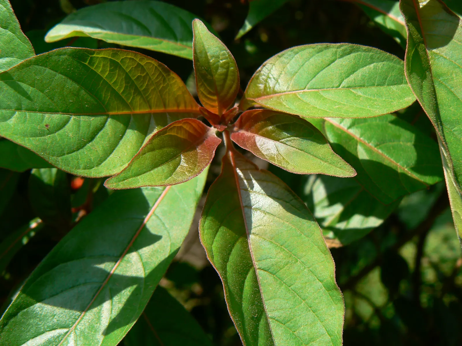 Firecracker Bush (Hamelia patens) — perennial with red blooms
