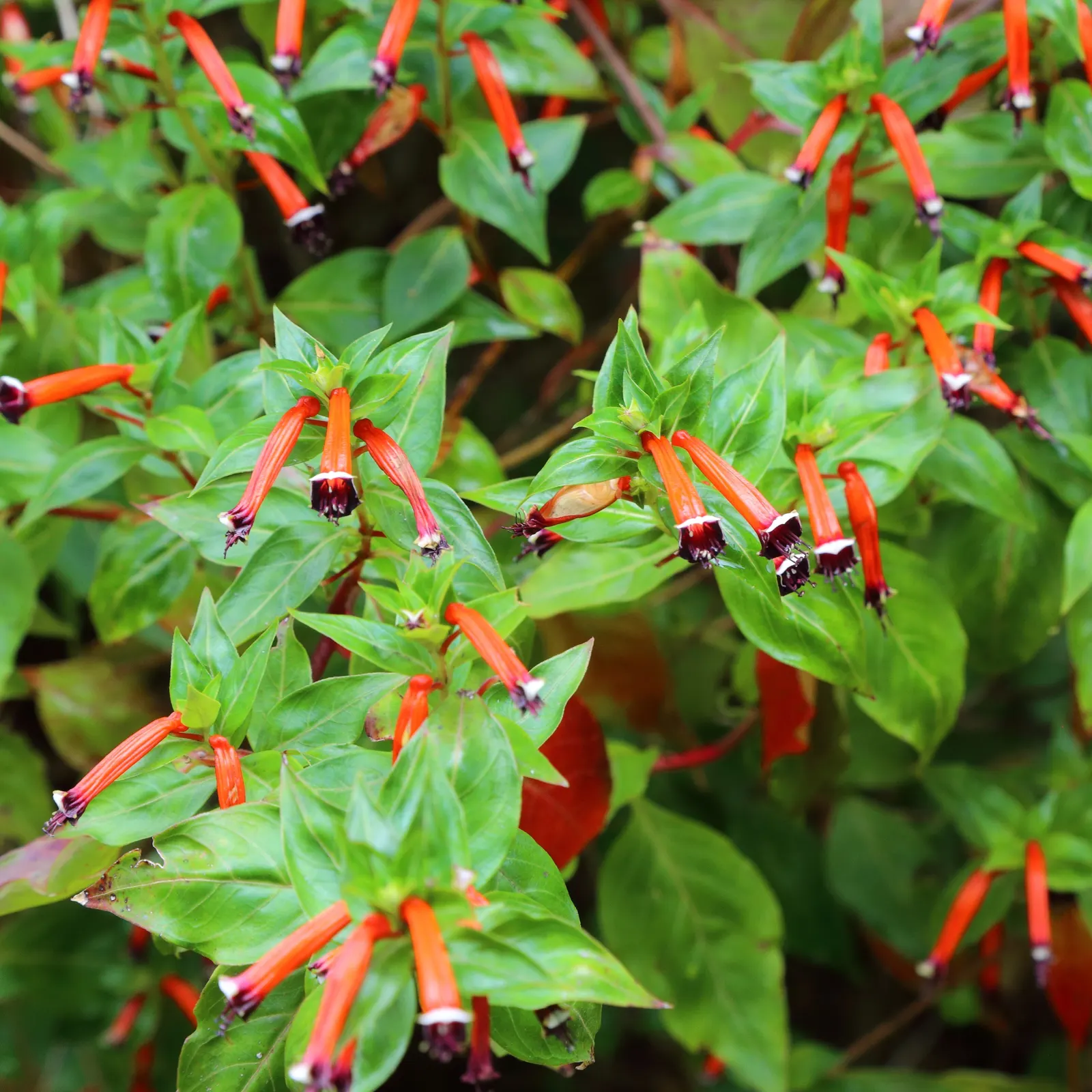 Firecracker Bush (Hamelia patens) — adding dynamic life to the garden