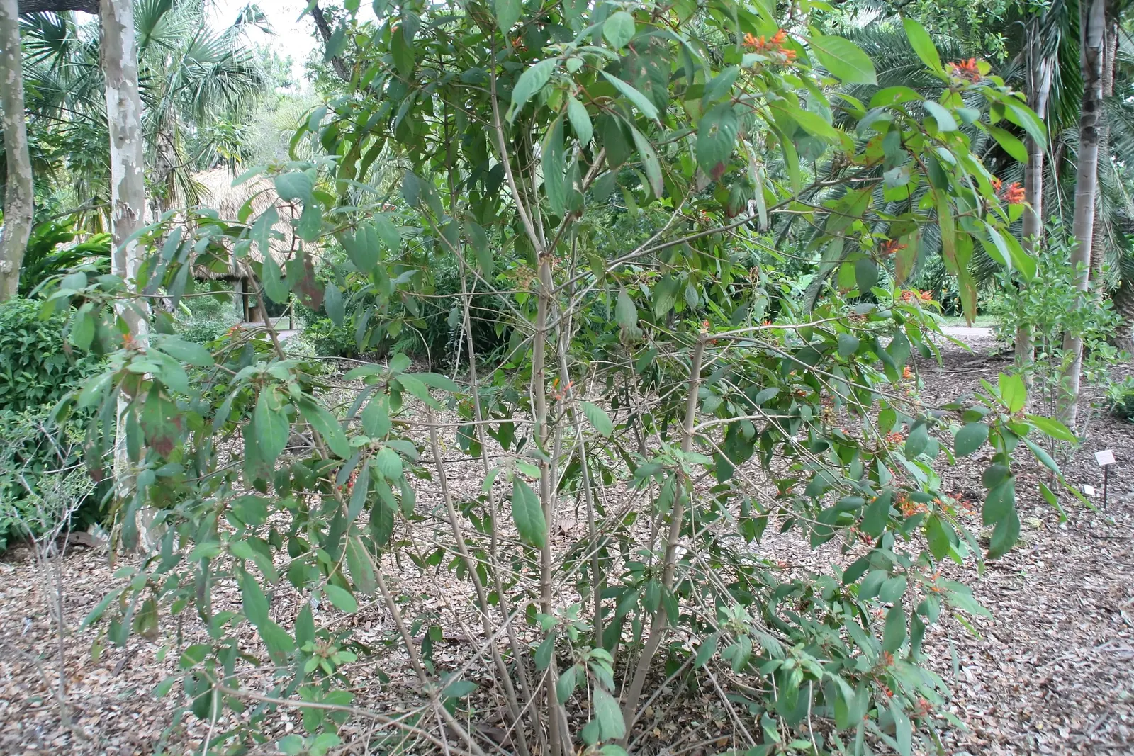 Firecracker Bush (Hamelia patens) — the Firecracker Bush is adept at creating a lush backdrop for its distinctive flowers; cuphea ignea thrives in