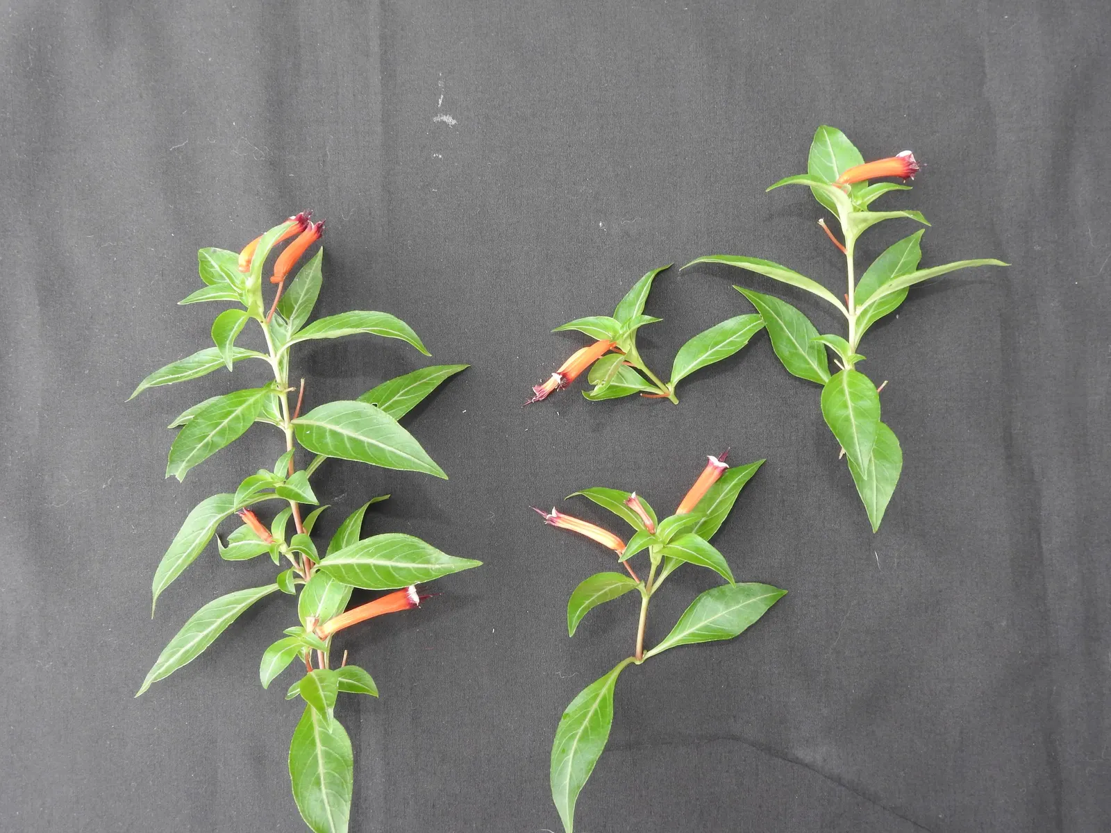 Firecracker Bush (Hamelia patens) — These blooms are typically about 1 to 2 inches long and persist from early summer through the fall; ensuring prolonged