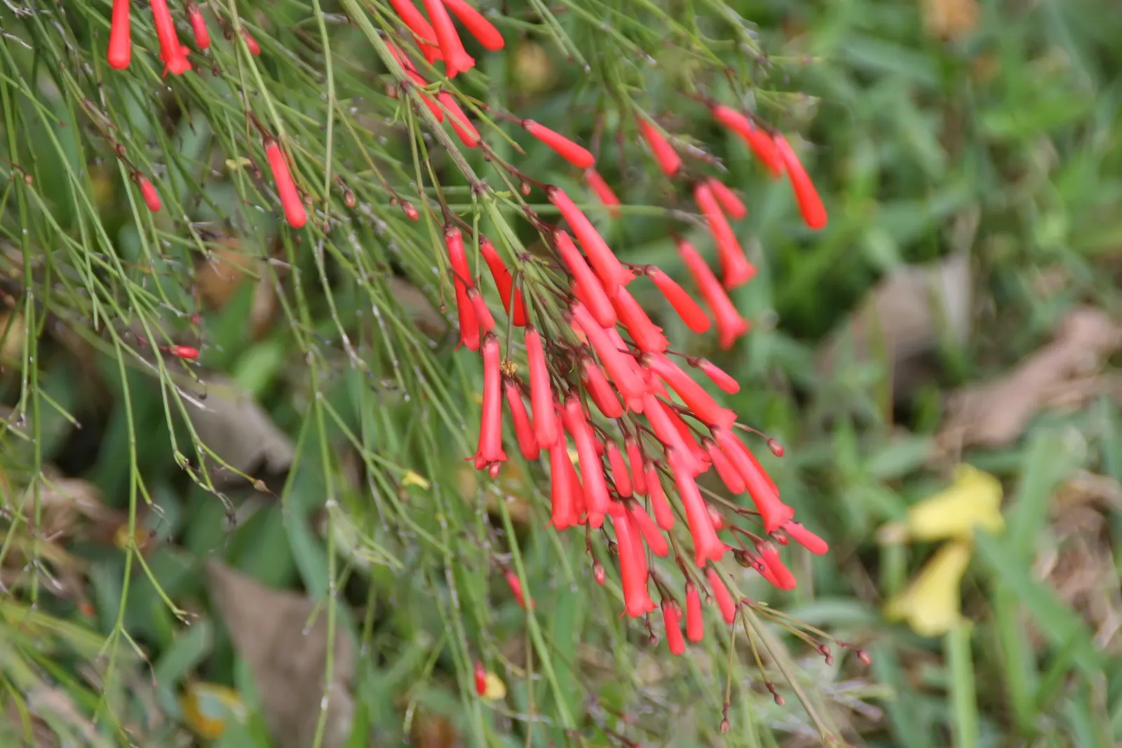 Firecracker Bush (Hamelia patens) — This sun-loving specimen reaches 24 inches in height and spreads up to 35 inches; is a vibrant perennial adored, image 63