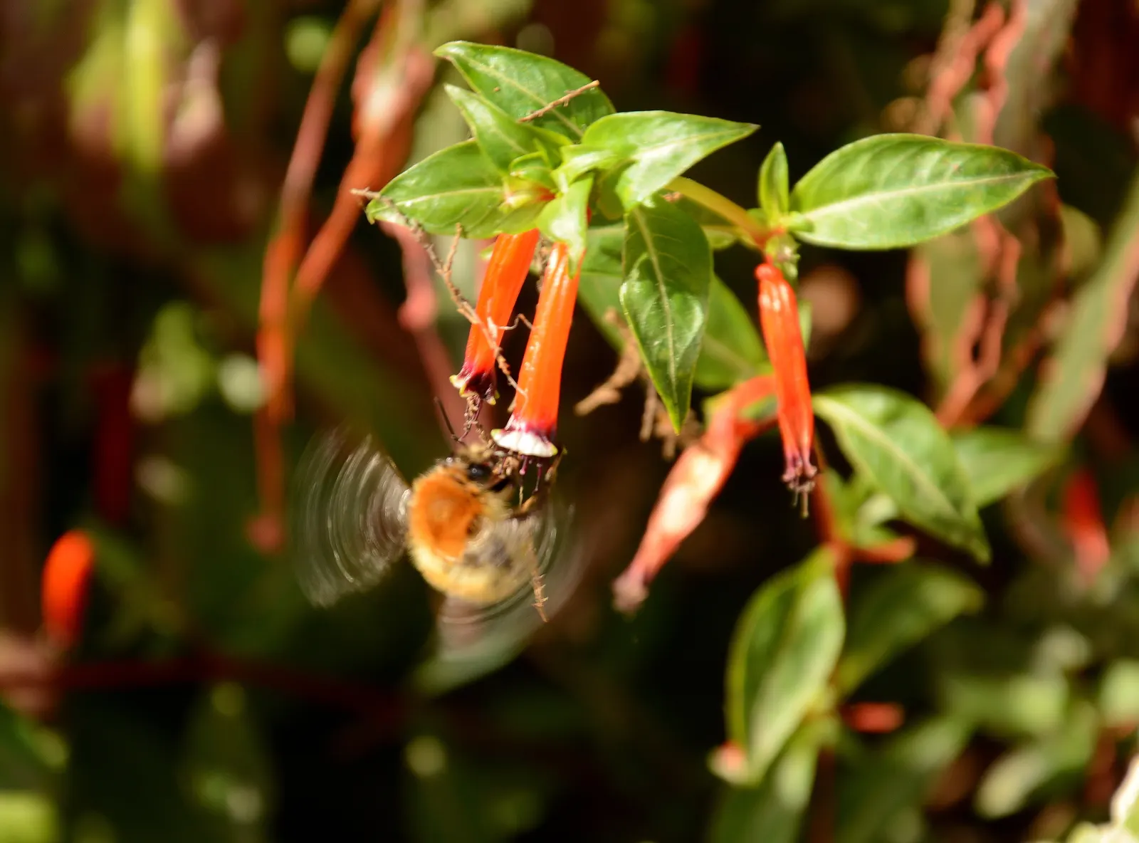 Firecracker Bush (Hamelia patens) — tubular red-orange flowers resembling lit firecrackers