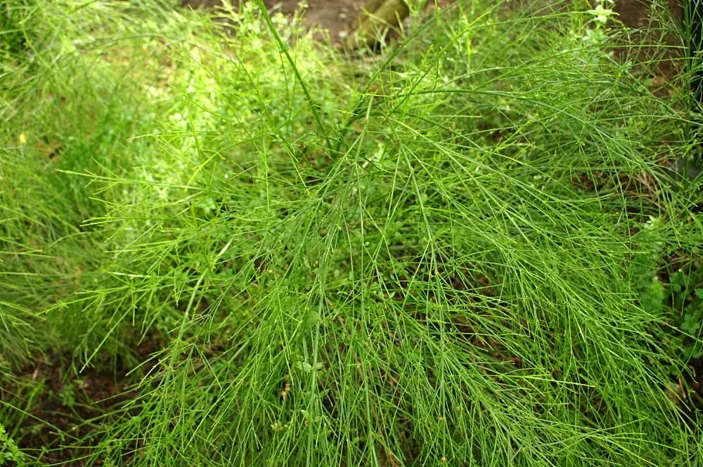 Firecracker Bush (Hamelia patens) — It is also relatively heat tolerant; and spreading to a width of approximately 3 feet