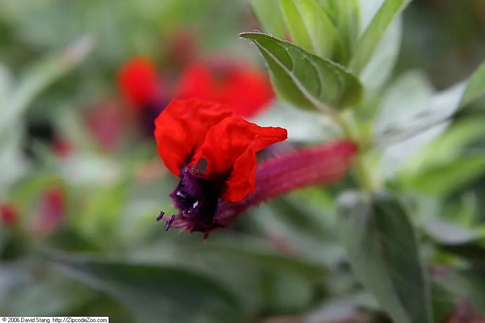 Firecracker Bush (Hamelia patens) — ensuring prolonged visual interest.<br><br>Adaptable to both full sun and partial shade; perennial with red blooms