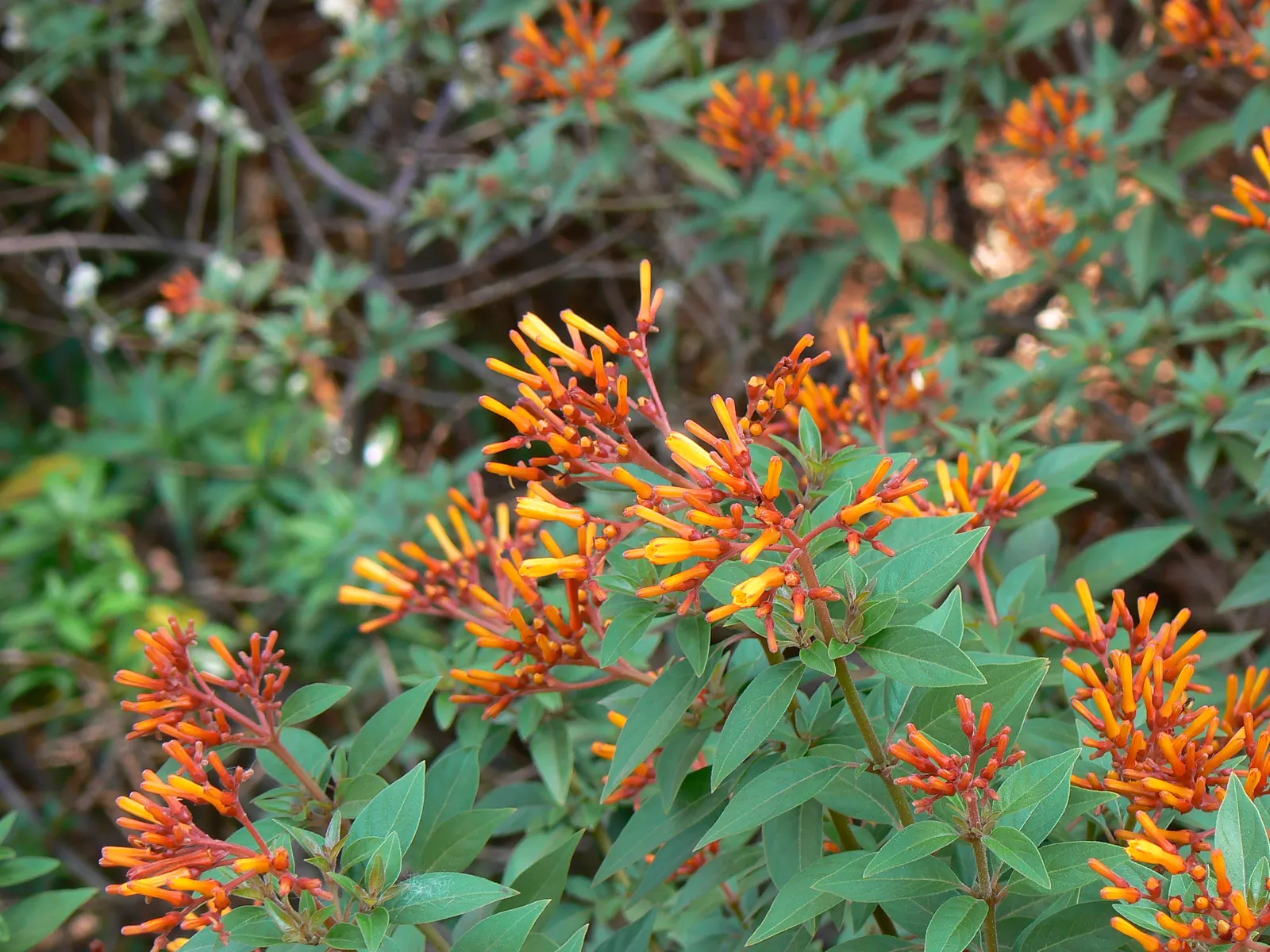 Firecracker Bush (Hamelia patens) — Its evergreen foliage and continuous blooming add year-round interest