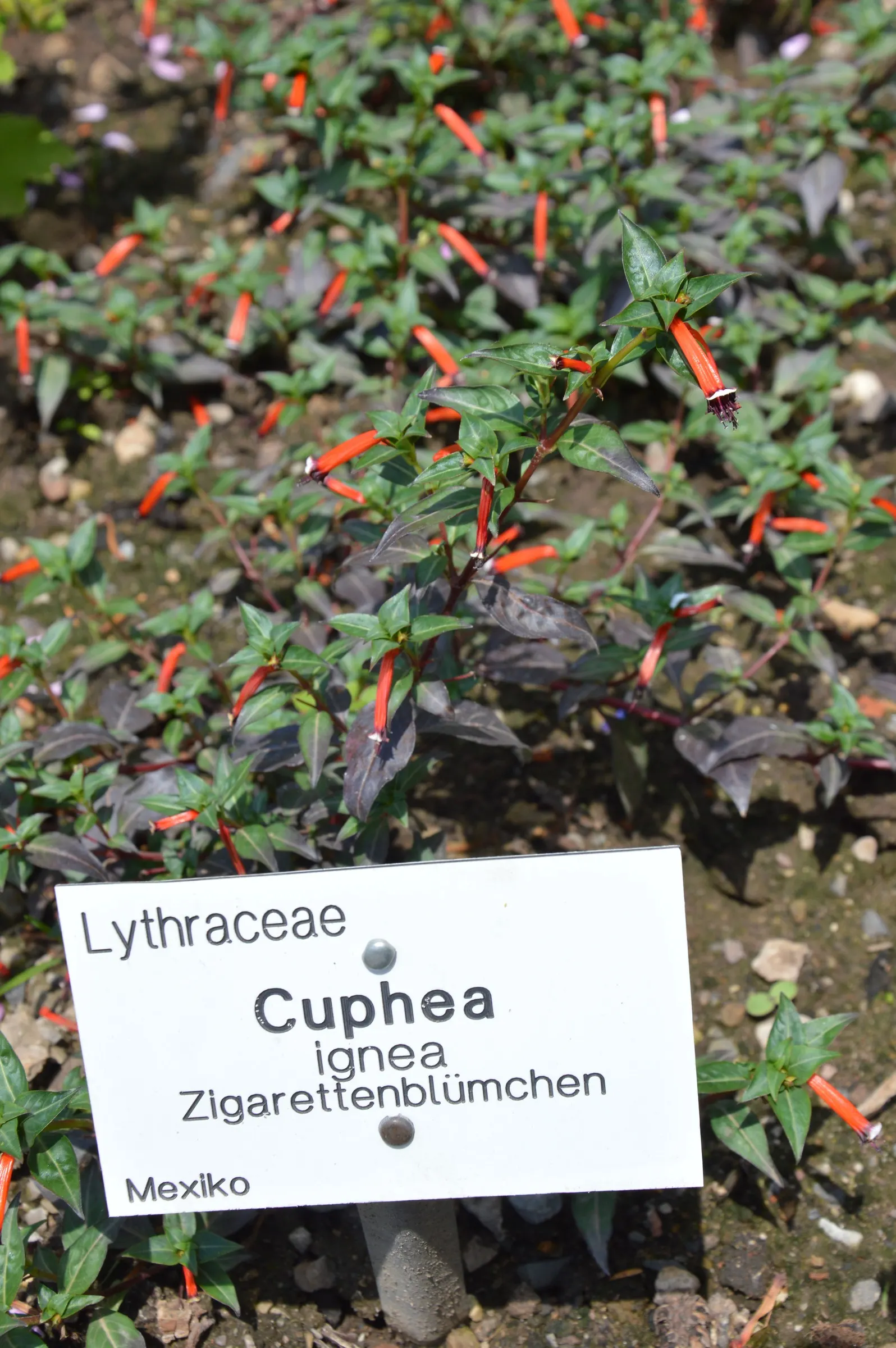 Firecracker Bush (Hamelia patens) — Reaching an average height of 2 to 3 feet; it is also relatively heat tolerant