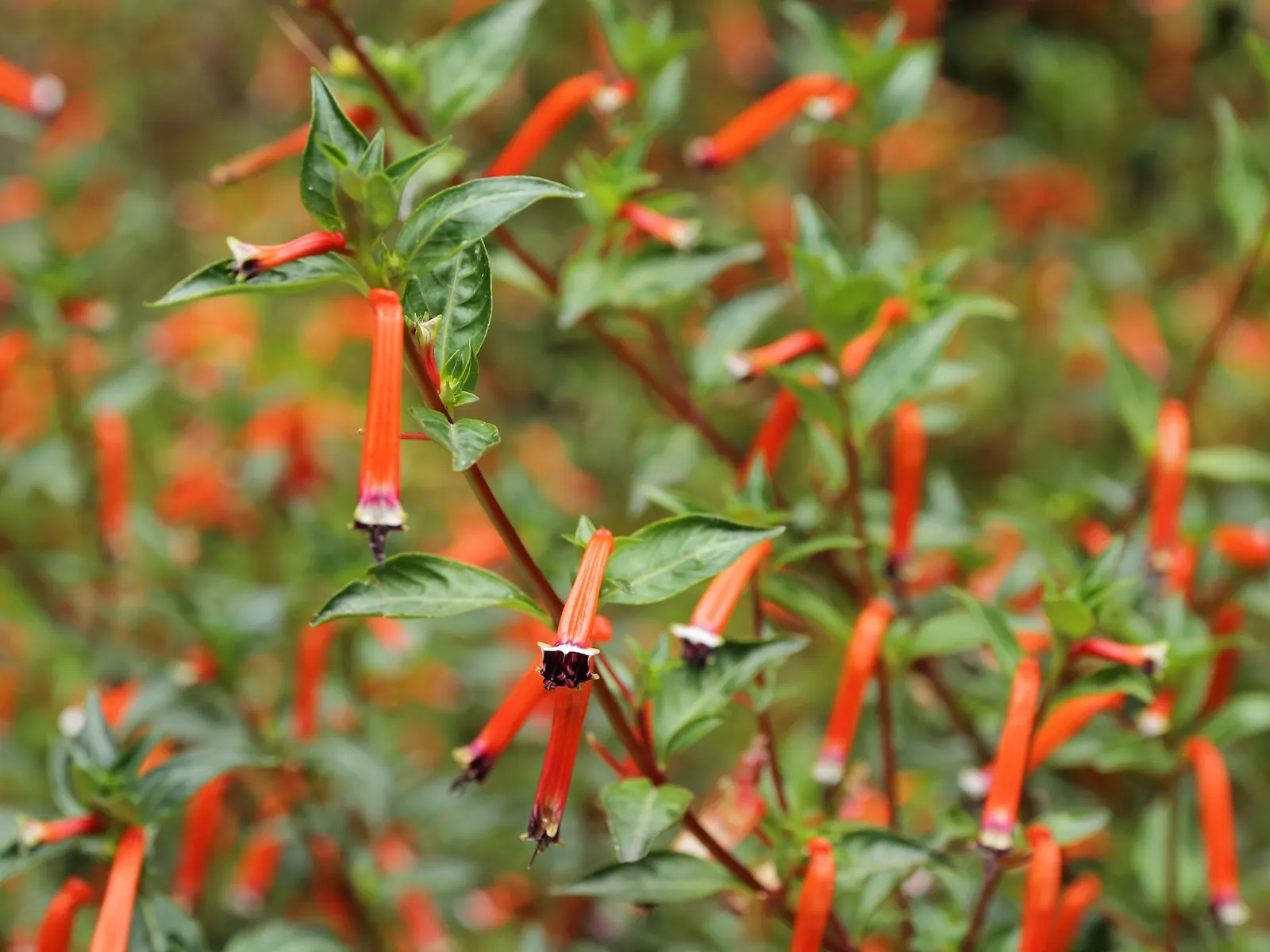 Firecracker Bush (Hamelia patens) — and spreading to a width of approximately 3 feet; the Firecracker Bush (Cuphea ignea)