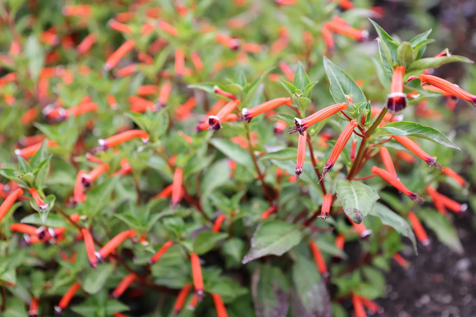 Firecracker Bush (Hamelia patens) — Cuphea ignea attracts hummingbirds