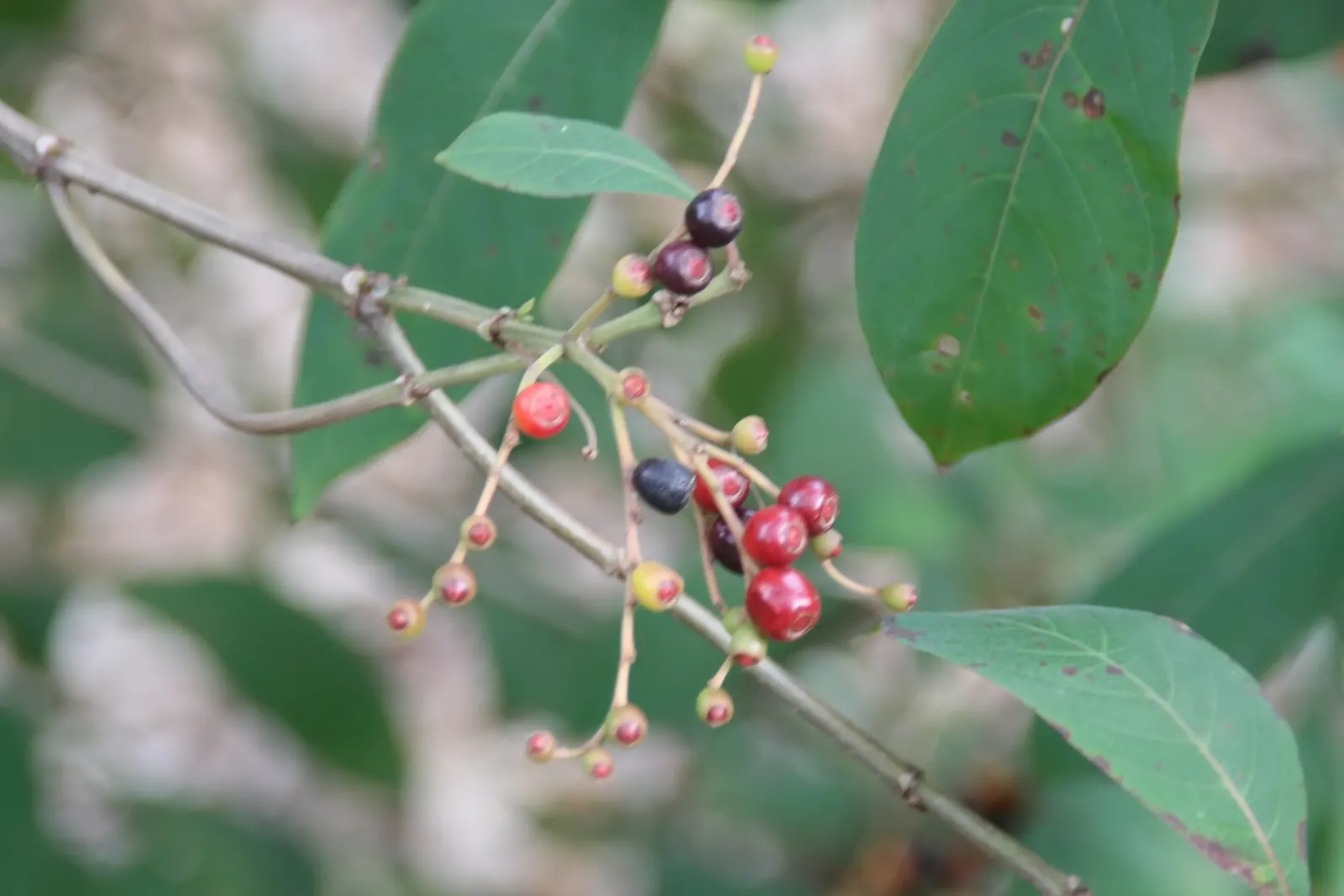 Firecracker Bush (Hamelia patens) — this bush provides a dense; cuphea ignea attracts hummingbirds