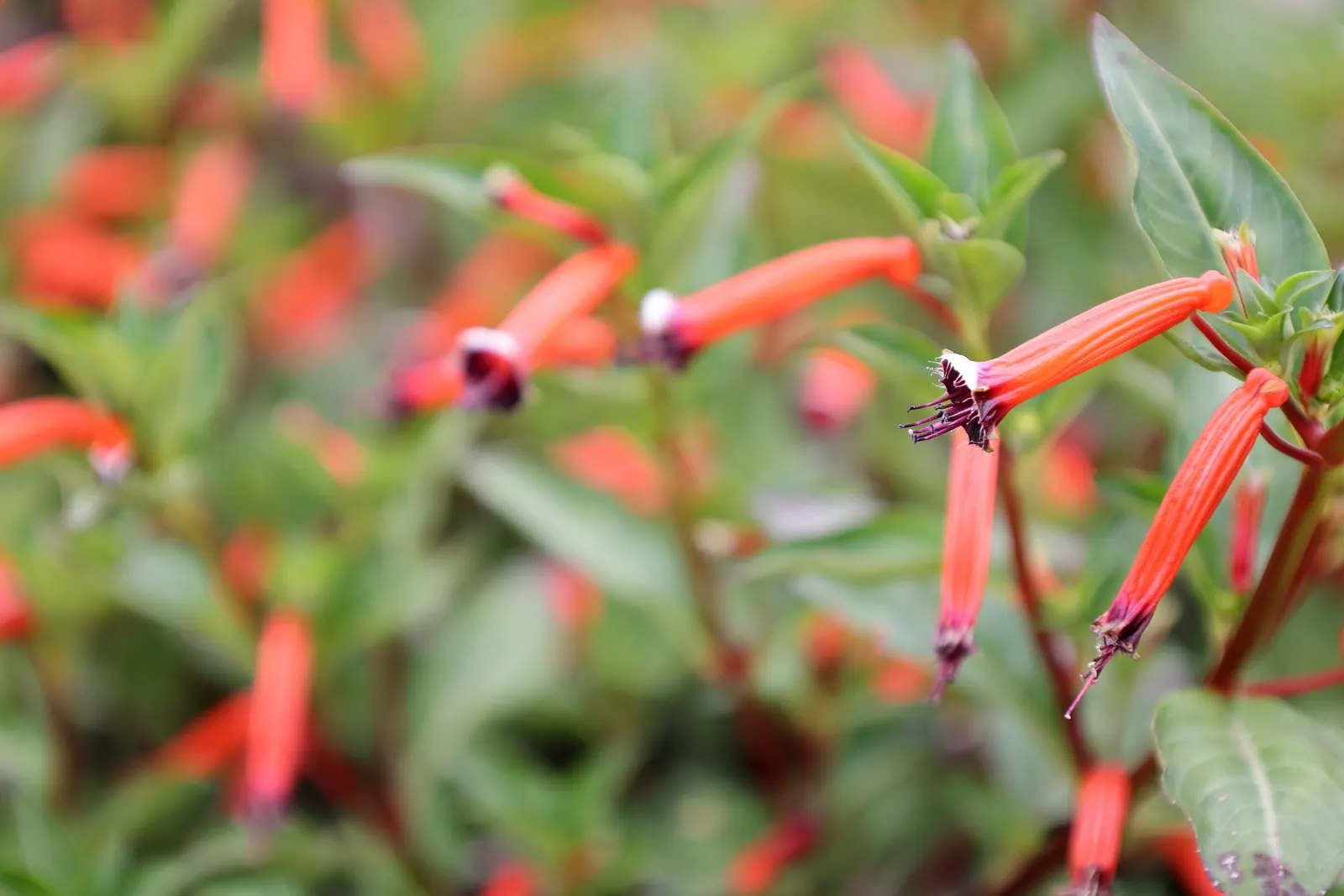 Firecracker Bush (Hamelia patens) — scientifically named Cuphea ignea
