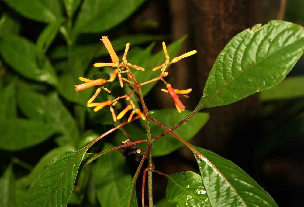 Firecracker Bush (Hamelia patens) — scientifically named Cuphea ignea; the Firecracker Bush is adept at creating a lush backdrop for its distinctive flowers