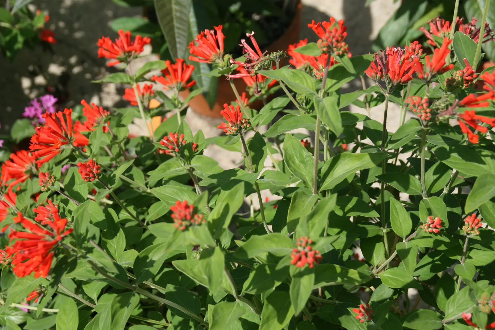 Firecracker Bush (Hamelia patens) — lance-shaped leaves that measure about 1 to 1.5 inches in length, image 44
