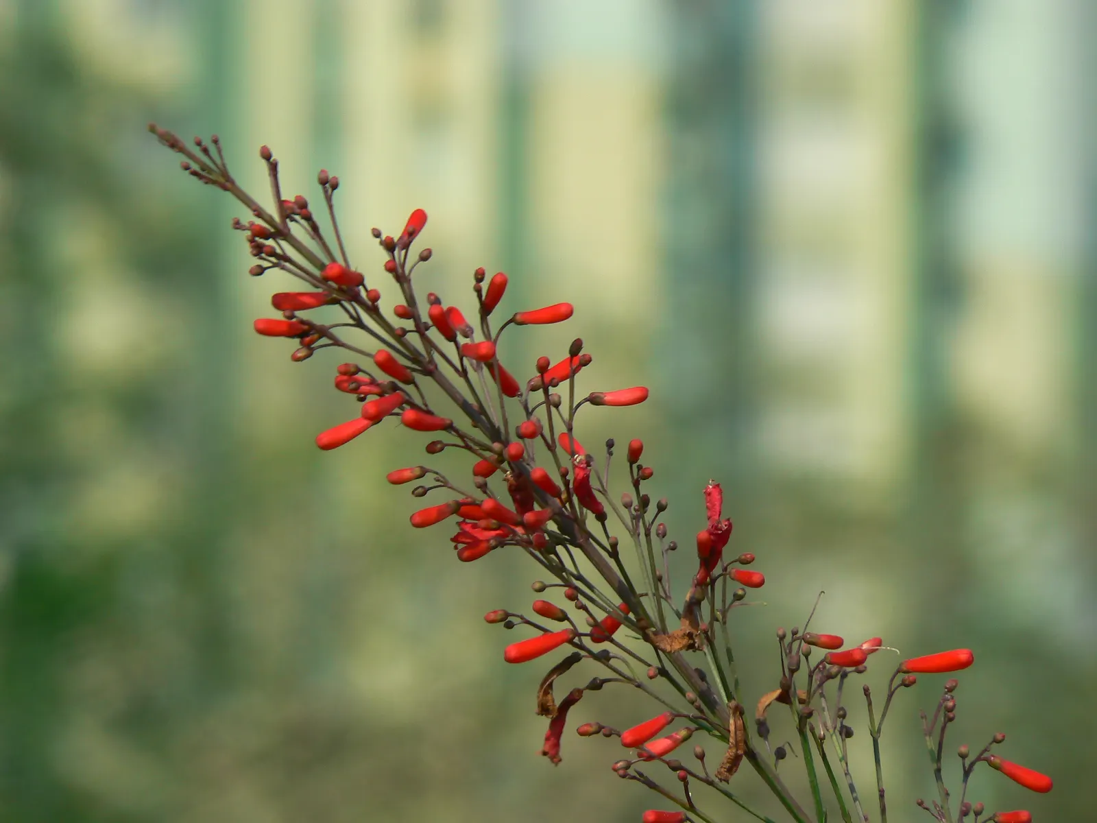 Firecracker Bush (Hamelia patens) — making it an alluring and low-maintenance addition to any garden space; and is drought-tolerant once established