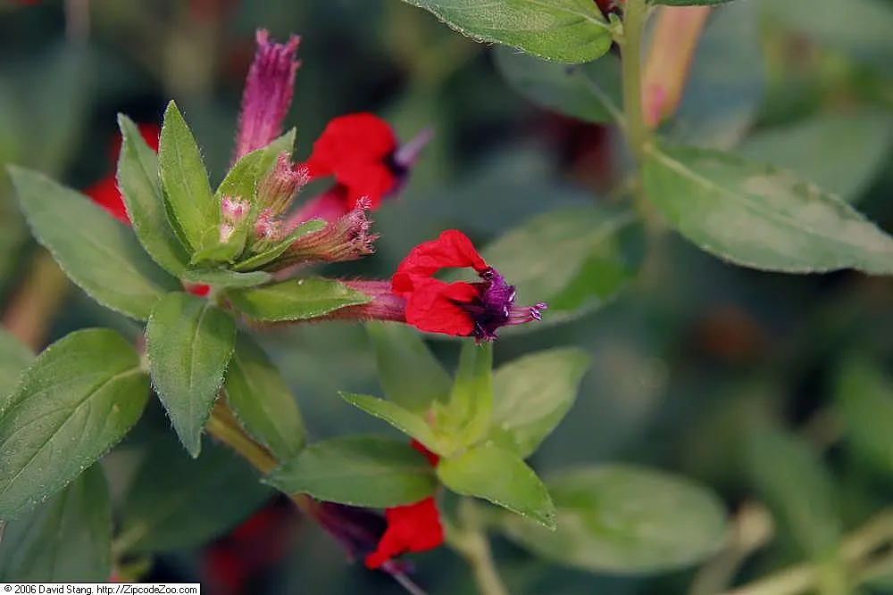Firecracker Bush (Hamelia patens) — red flowers in the garden; reaching an average height of 2 to 3 feet