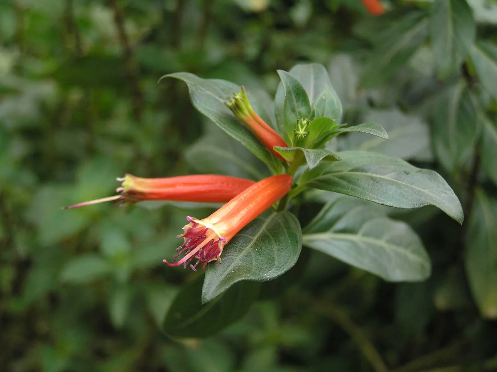 Firecracker Bush (Hamelia patens) — The Firecracker Bush (Cuphea ignea)